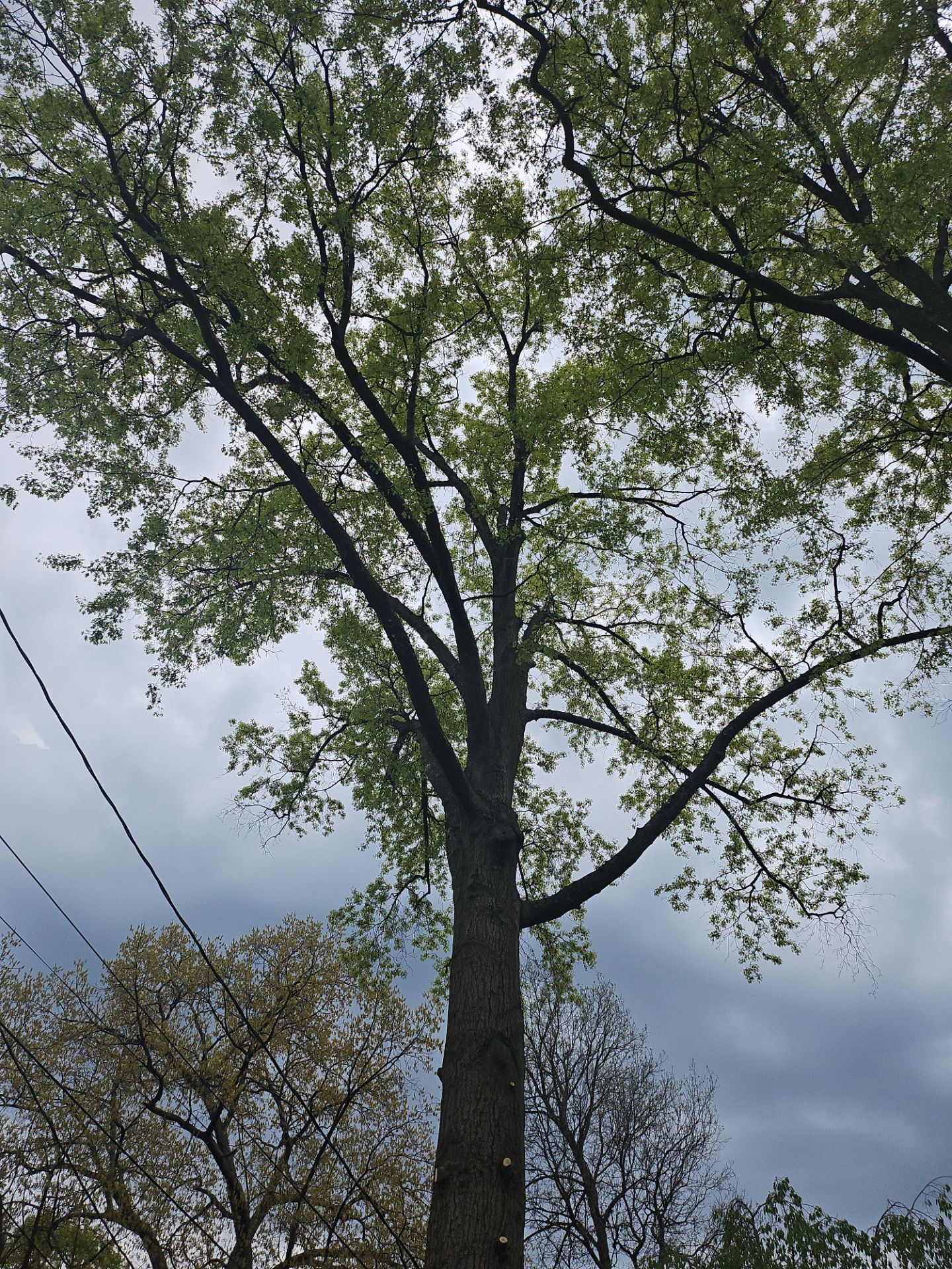 Tree Trimming using Tree Pruing by Mike Jones & Sons Tree Service LLC 