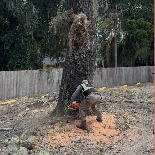 Tree Removal | Episcopal School of Jacksonville by ProGreen Services