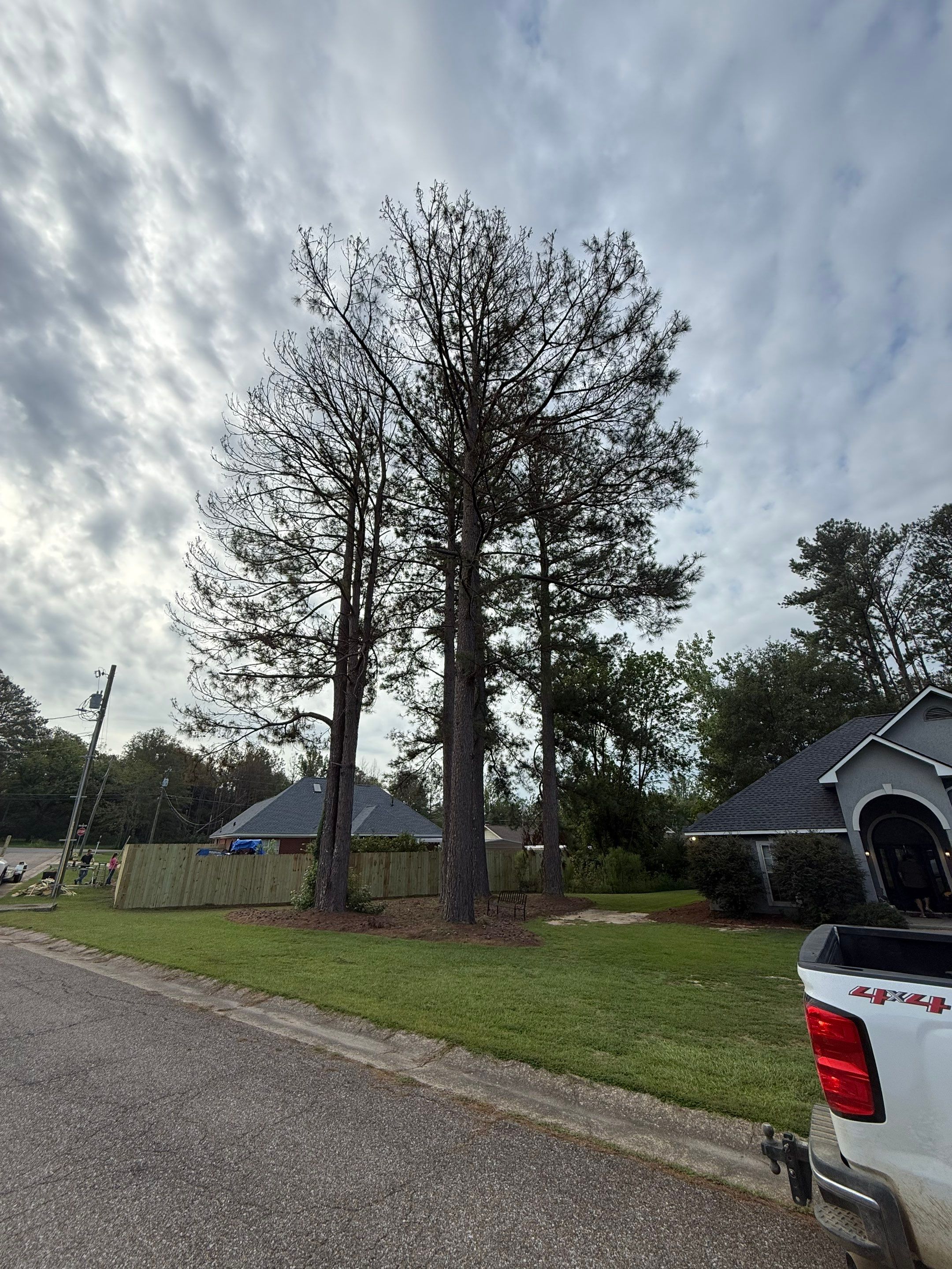 American Arbor Tree Service featured photo.