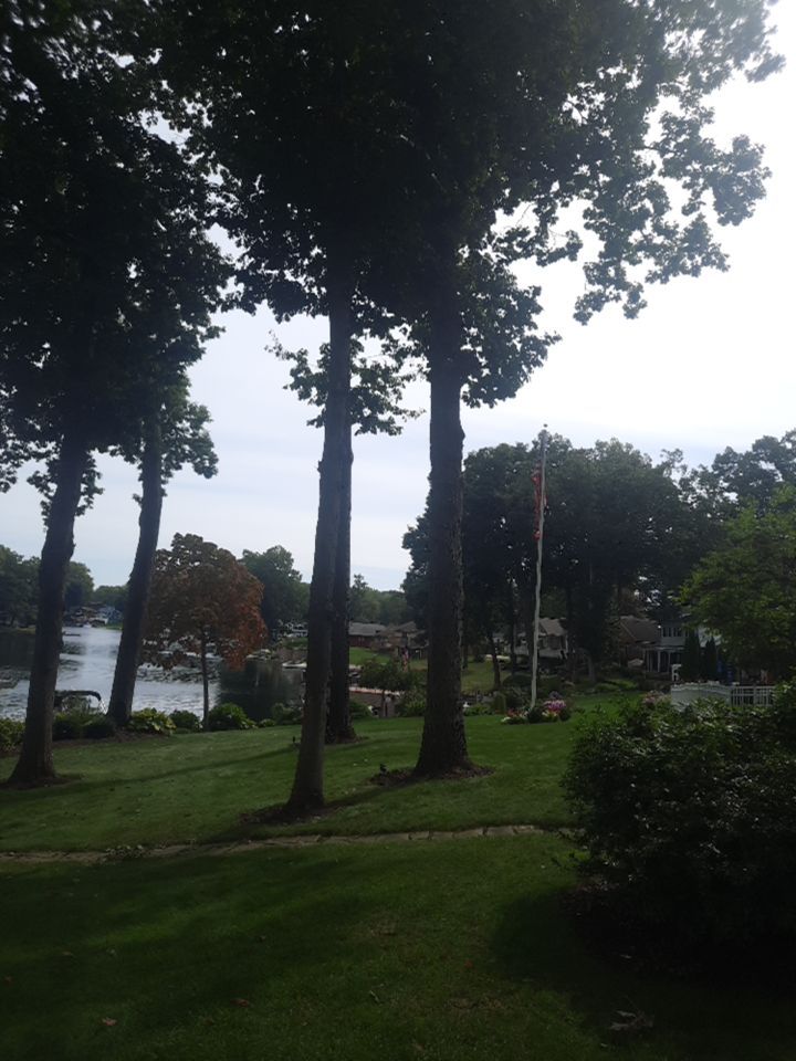 Tree Trimming using Tree Pruing by Mike Jones & Sons Tree Service LLC 