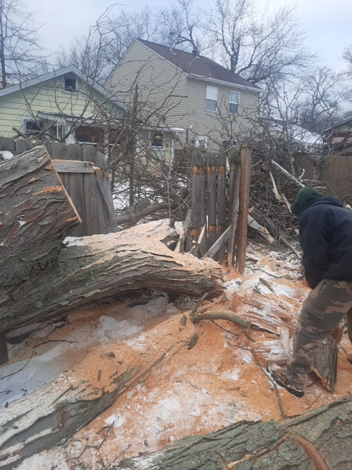 Storm Damaged Tree Removal  using Tree Removal by Mike Jones & Sons Tree Service LLC 