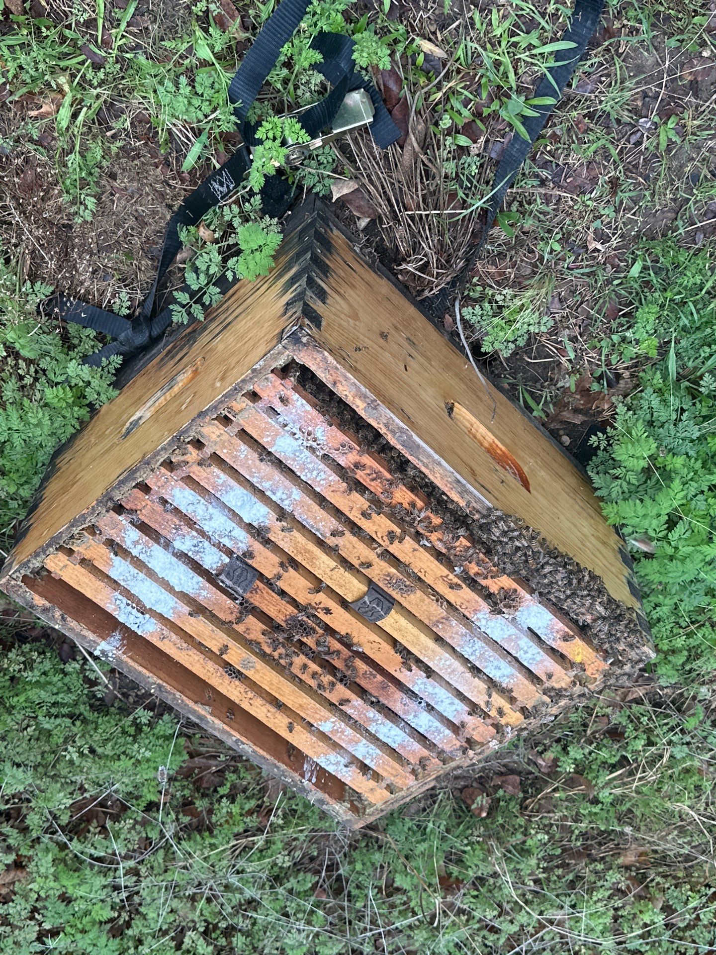 Apartments on the Trails by Rockwall Honey Bee Company