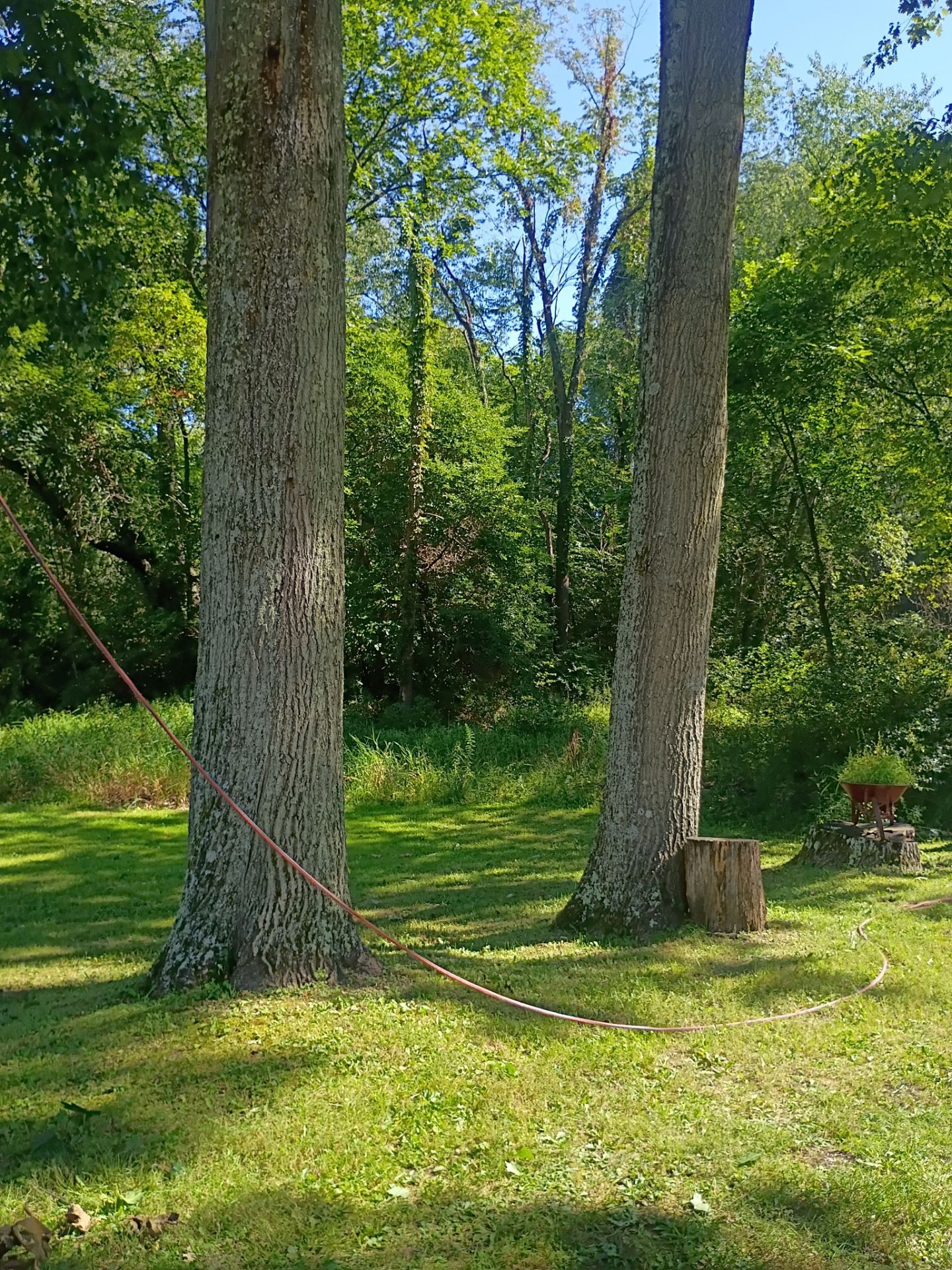 Tree Trimming & Tree Removal in Akron Ohio by Mike Jones & Sons Tree Service LLC 