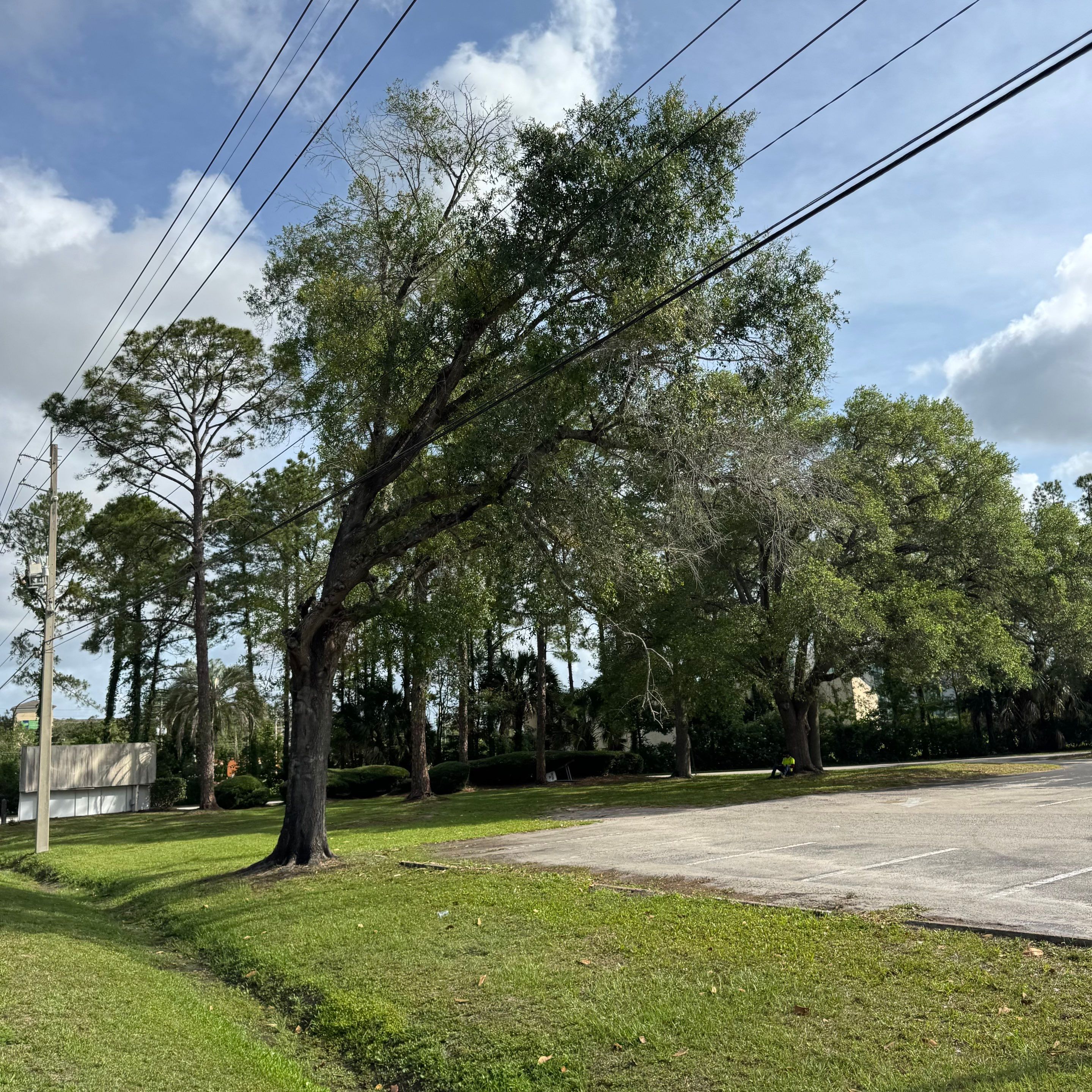 Commercial | Tree Removal by ProGreen Services