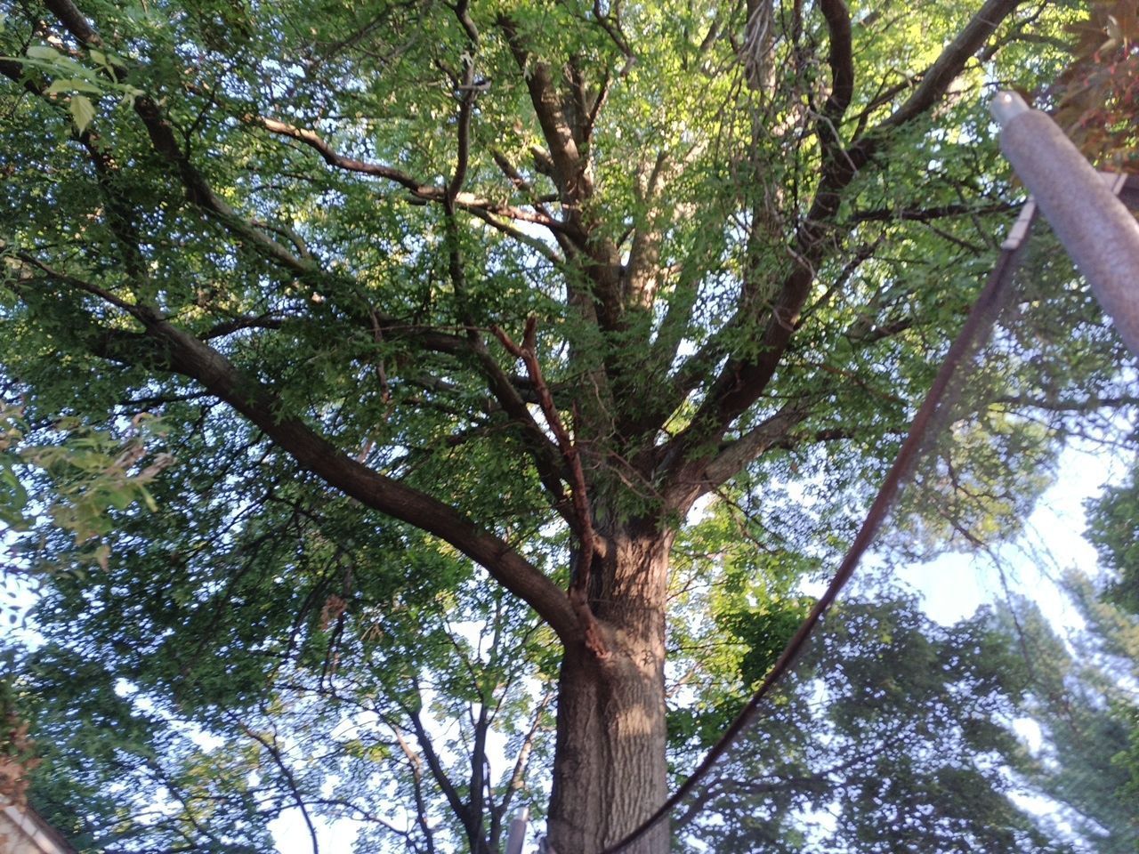 Tree Trimming using Tree Pruing by Mike Jones & Sons Tree Service LLC 