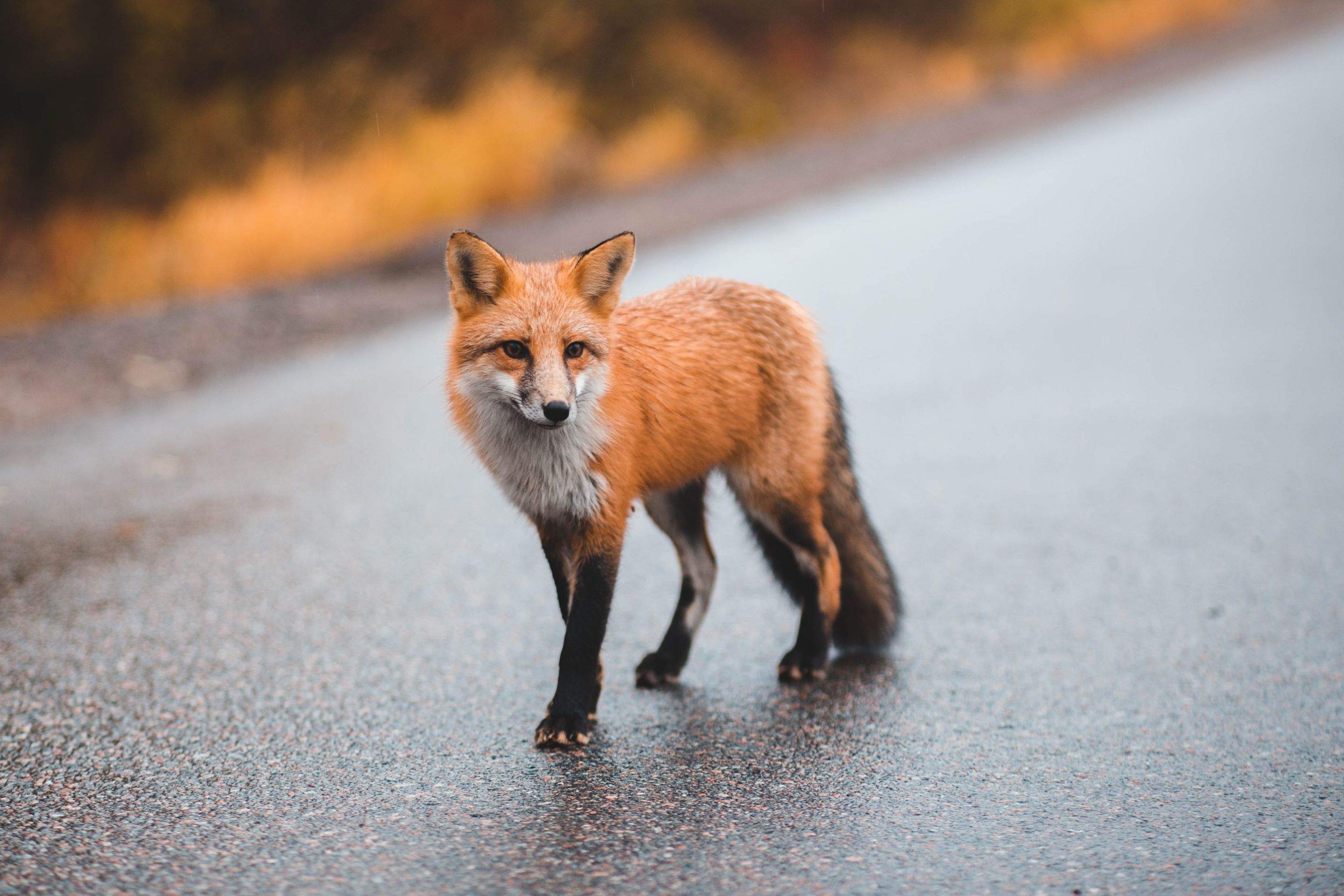 Animals using Ruby by CompanyCam