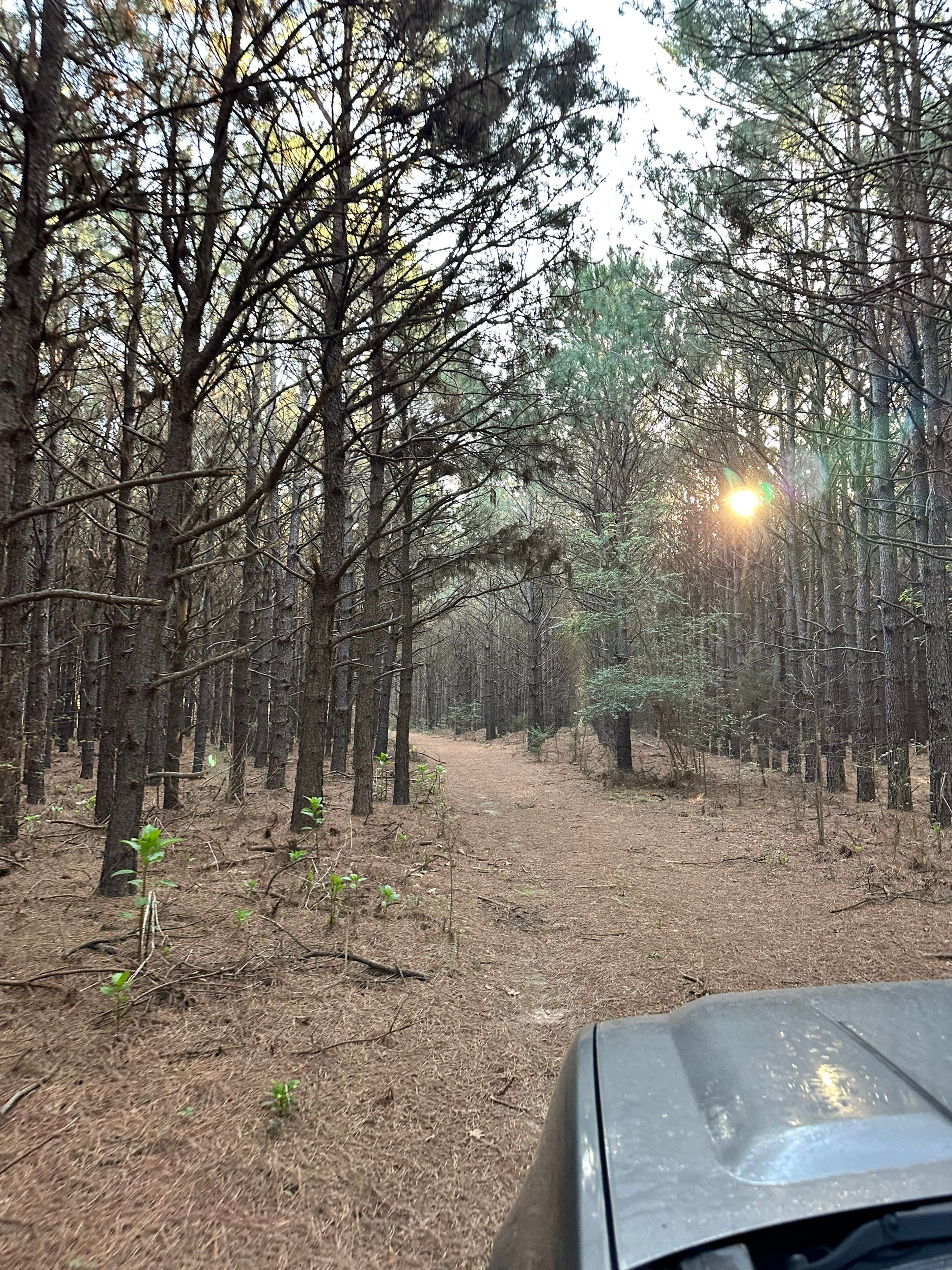 Tree Farm Apiary by Rockwall Honey Bee Company