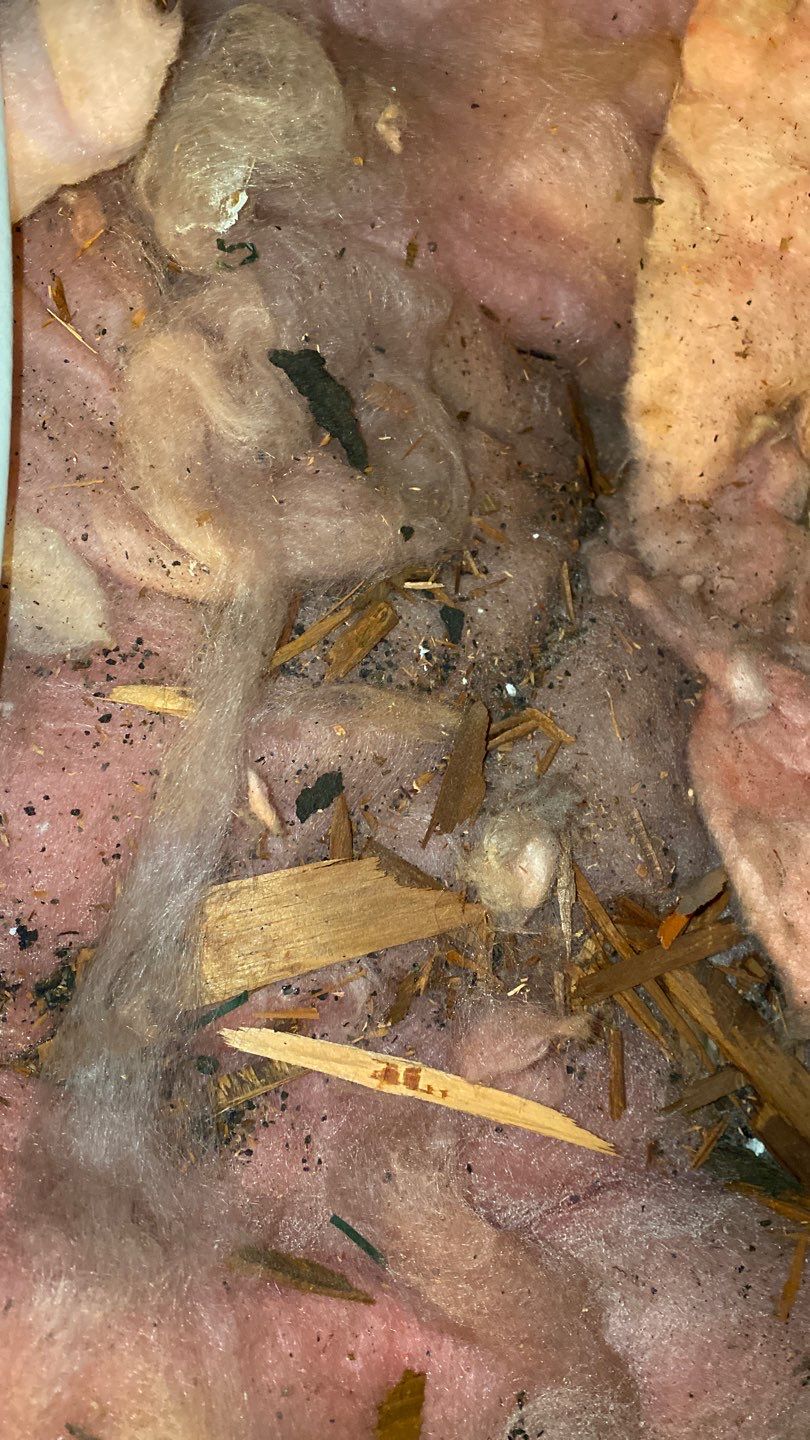 Springfield: CertainTeed Landmark Pro Designer Shingles in Max Def Pewterwood by RM Banning, Inc.