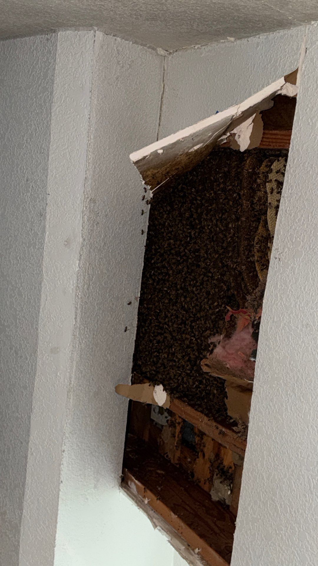 Wedged and Woody Bees by Rockwall Honey Bee Company