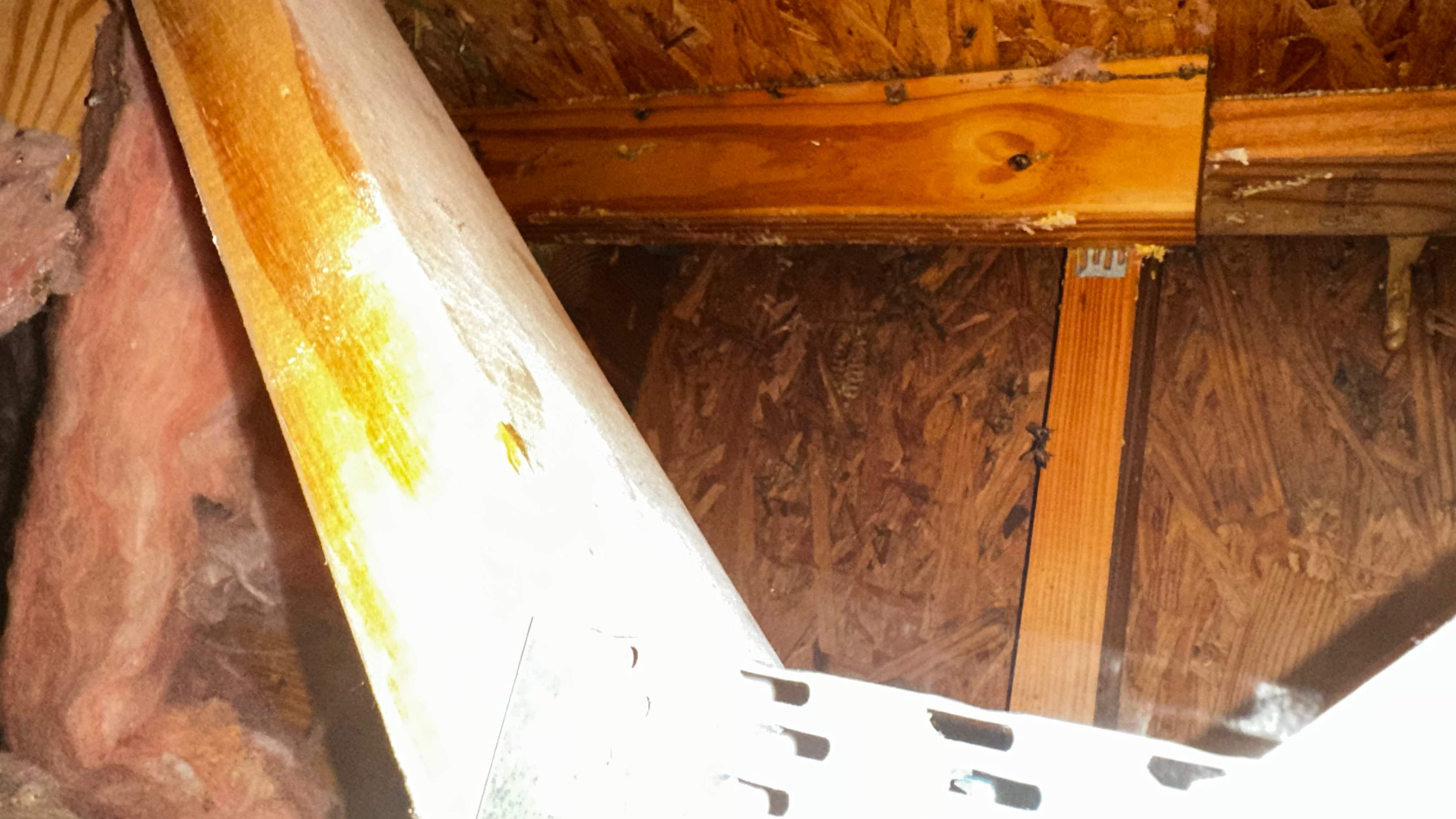 Hiding Bees by Rockwall Honey Bee Company