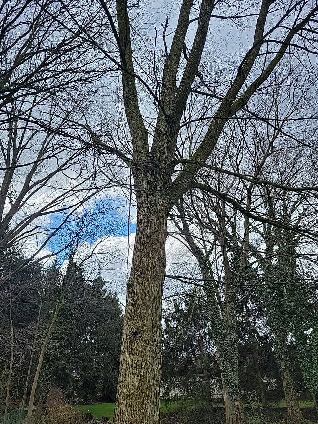 Tree Trimming using Tree Pruing by Mike Jones & Sons Tree Service LLC 