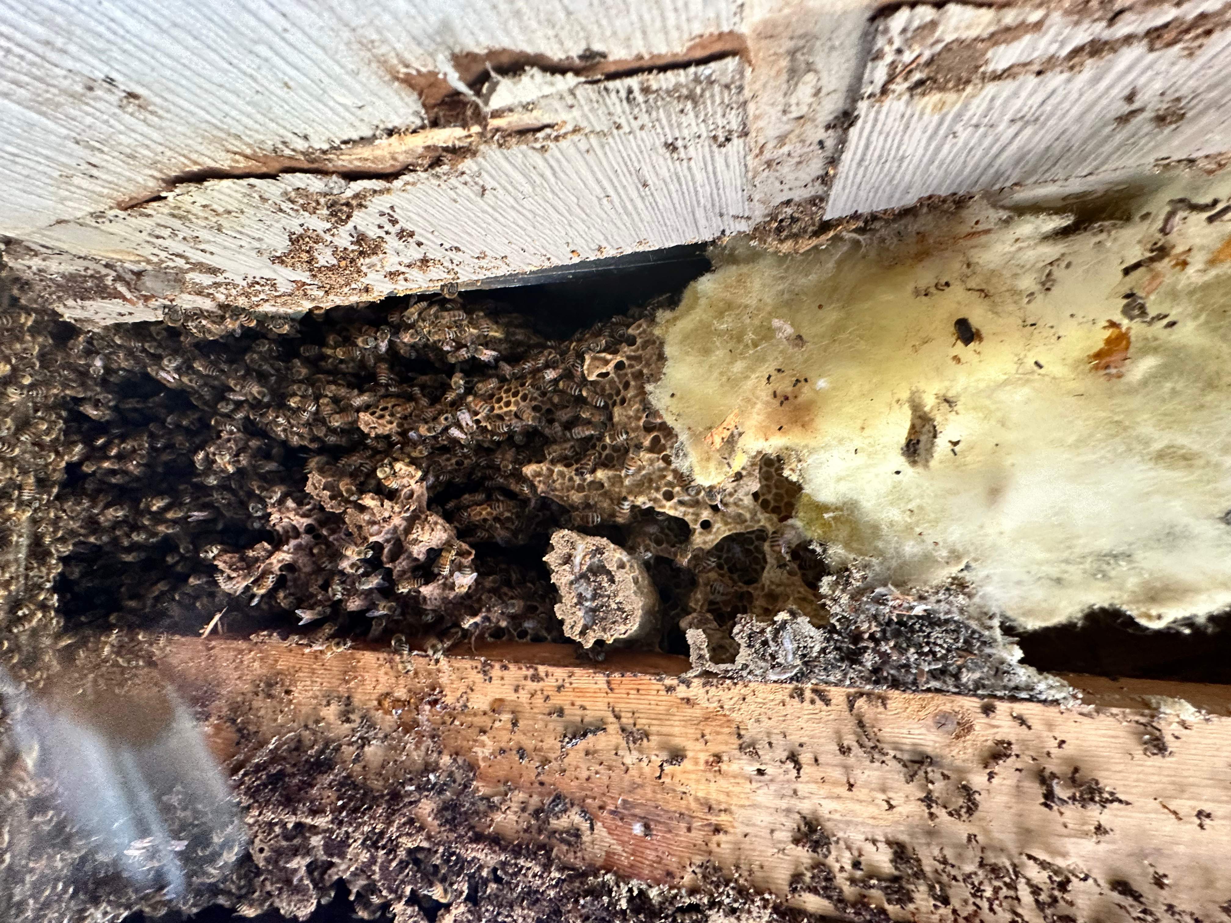 Massive by Rockwall Honey Bee Company