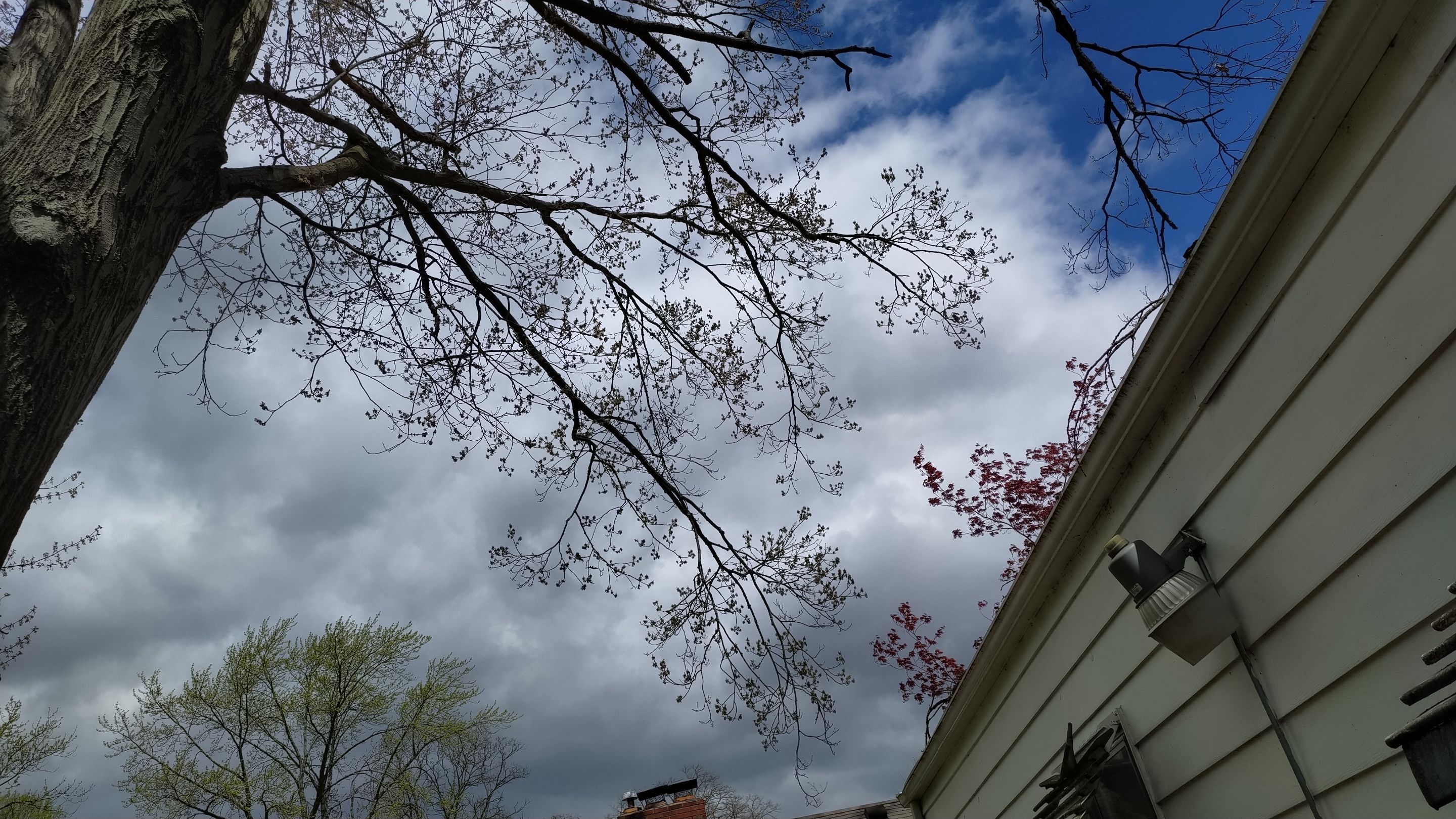 Tree Trimming using Tree Pruing by Mike Jones & Sons Tree Service LLC 