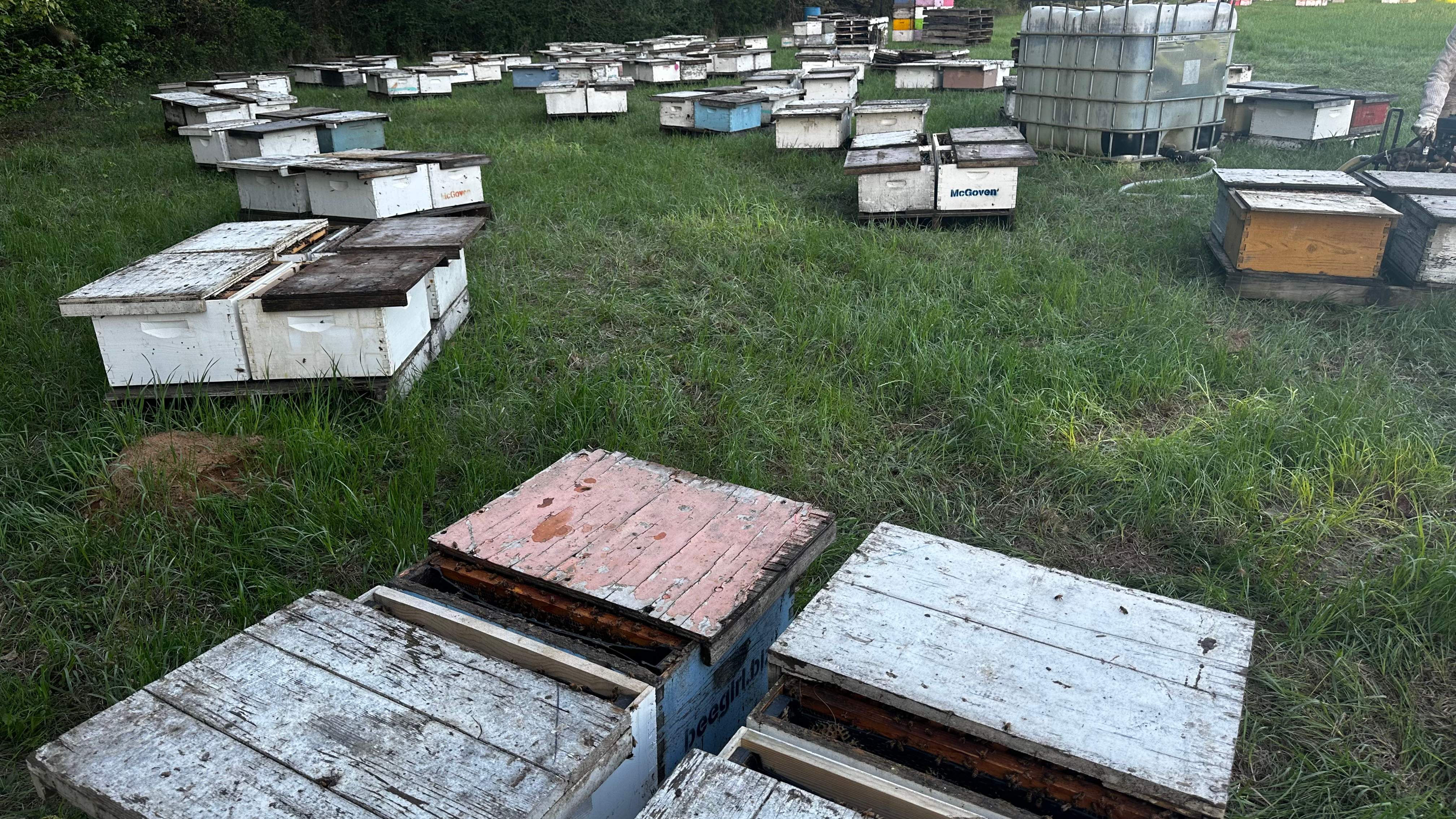 Traylor's Hay Meadow Apiary by Rockwall Honey Bee Company