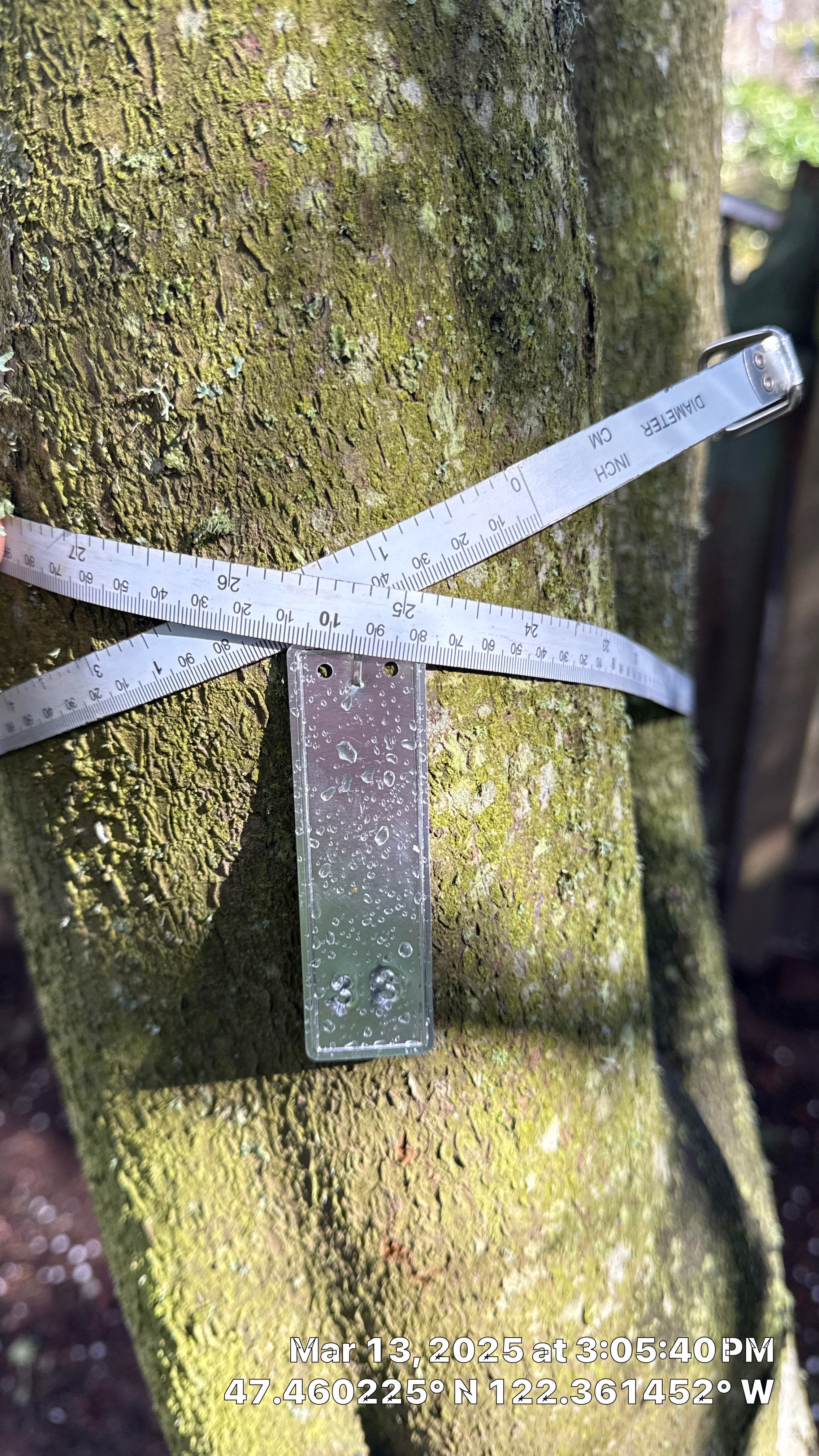 π Arborist Reporting & Tree Surveying β Code Compliance Project by Sound Tree Care LLC