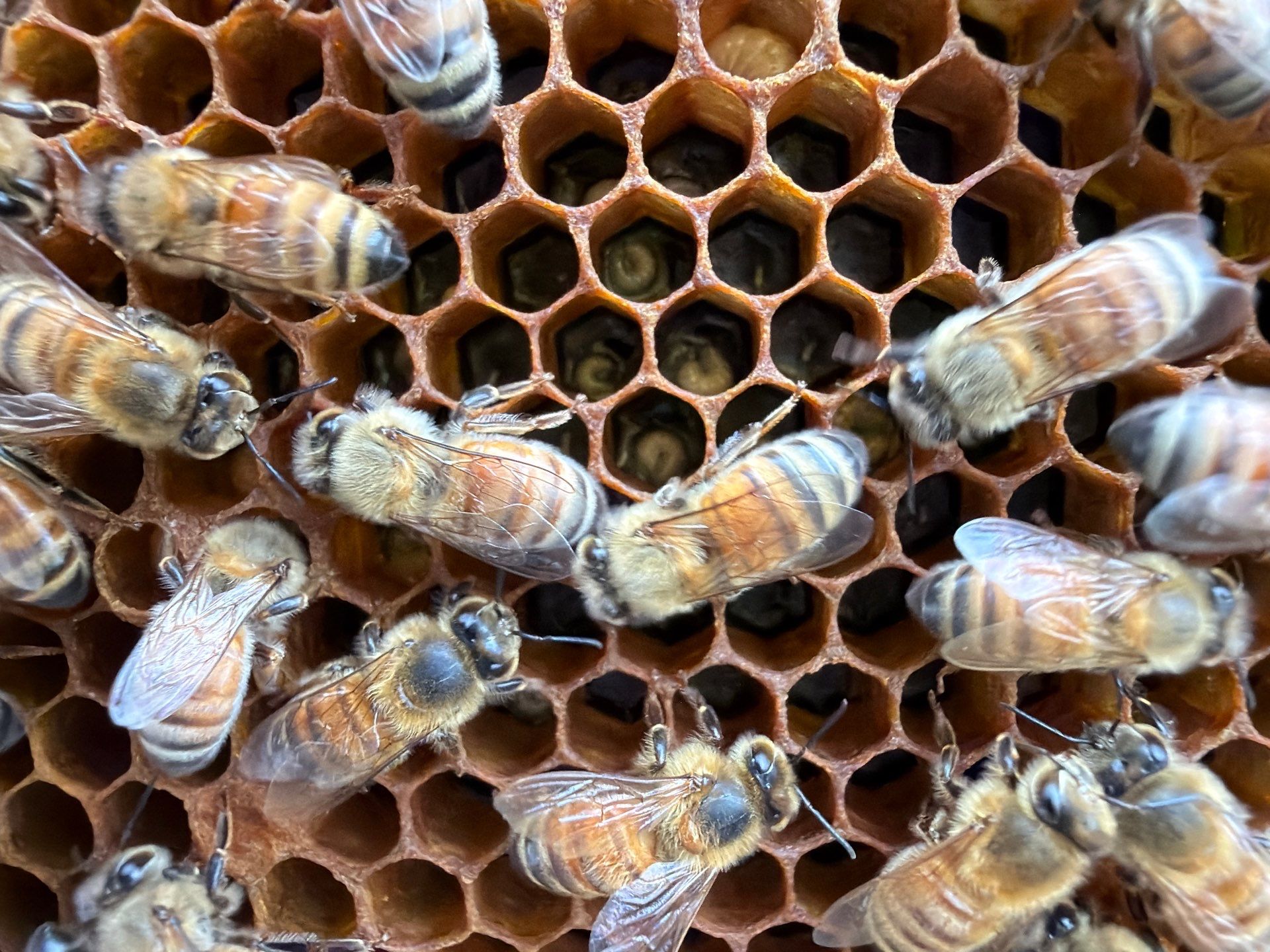 A Corp. HQ by Rockwall Honey Bee Company