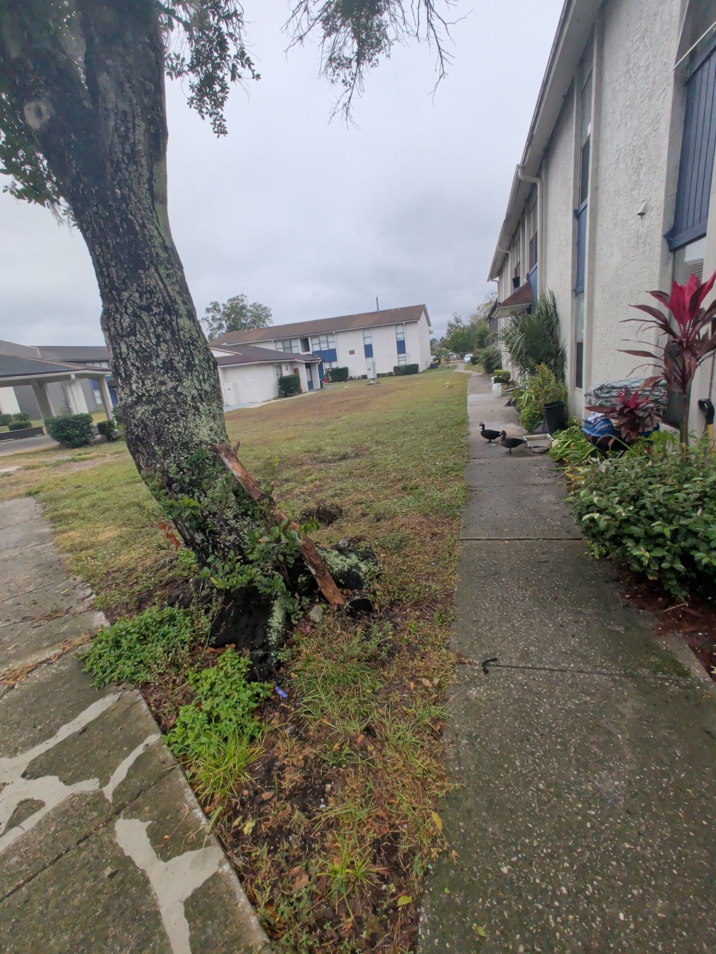 Commercial Landscape Cleanup & Weekly Maintenance — Grassy Pond Apartments by Harmoni Home Services