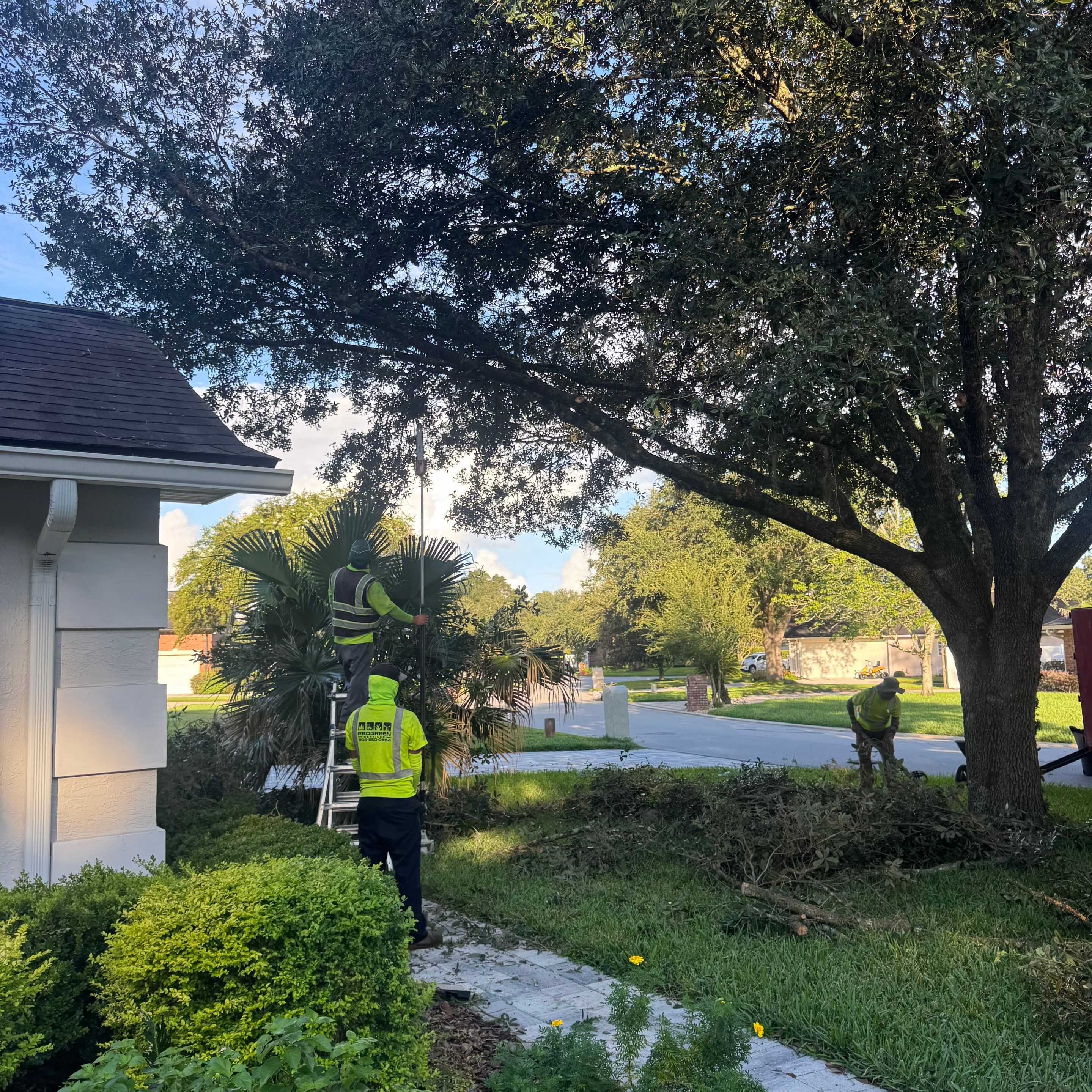 Residential | Tree & Palm Trimming by ProGreen Services