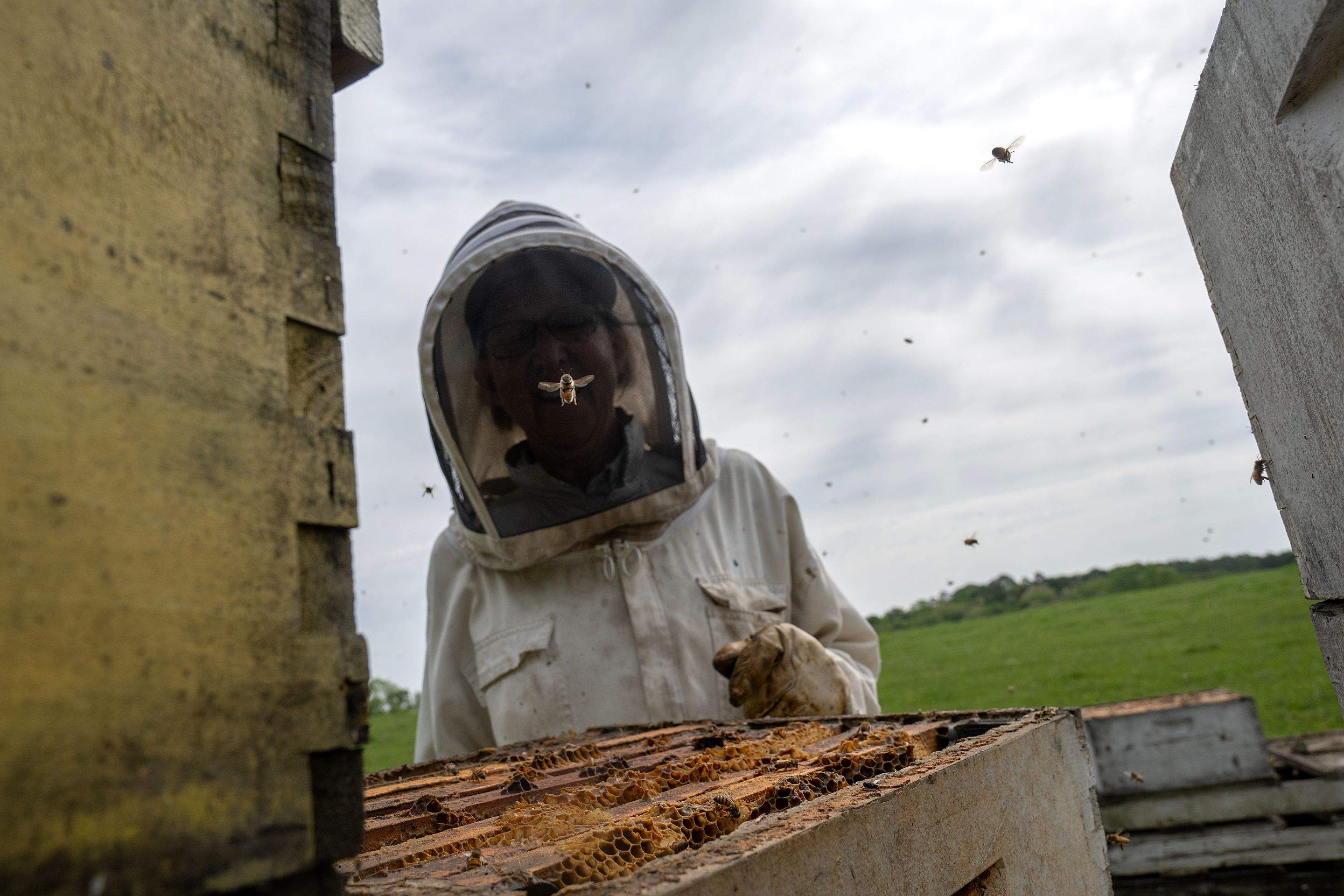 Splits in East Texas by Rockwall Honey Bee Company