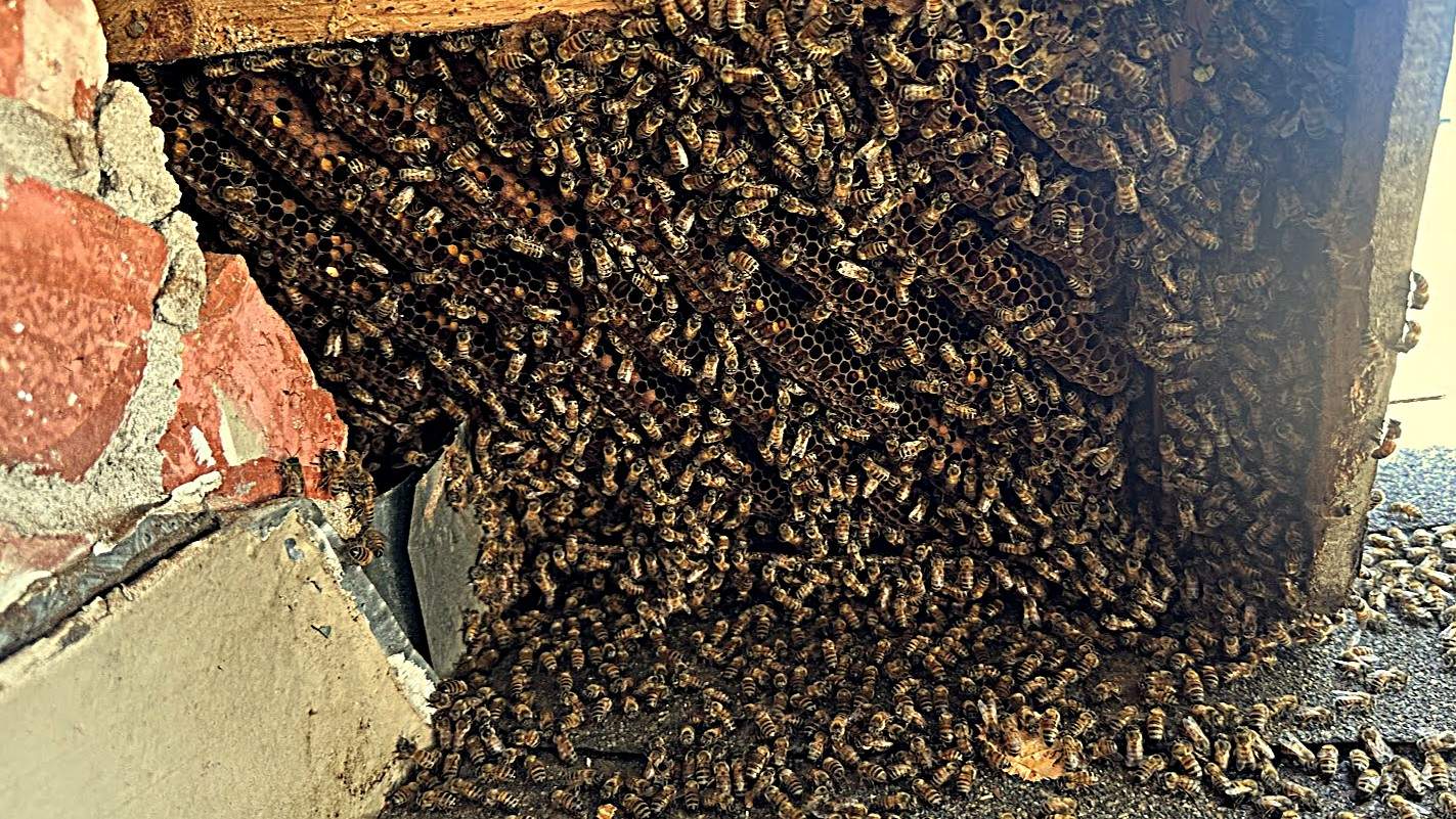 Roof Soffit by Rockwall Honey Bee Company