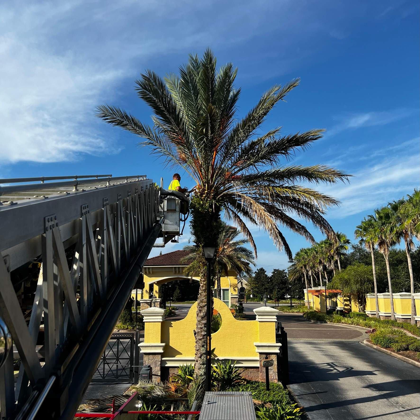 Palm Tree Trimming | IL Villagio Condominiums by ProGreen Services