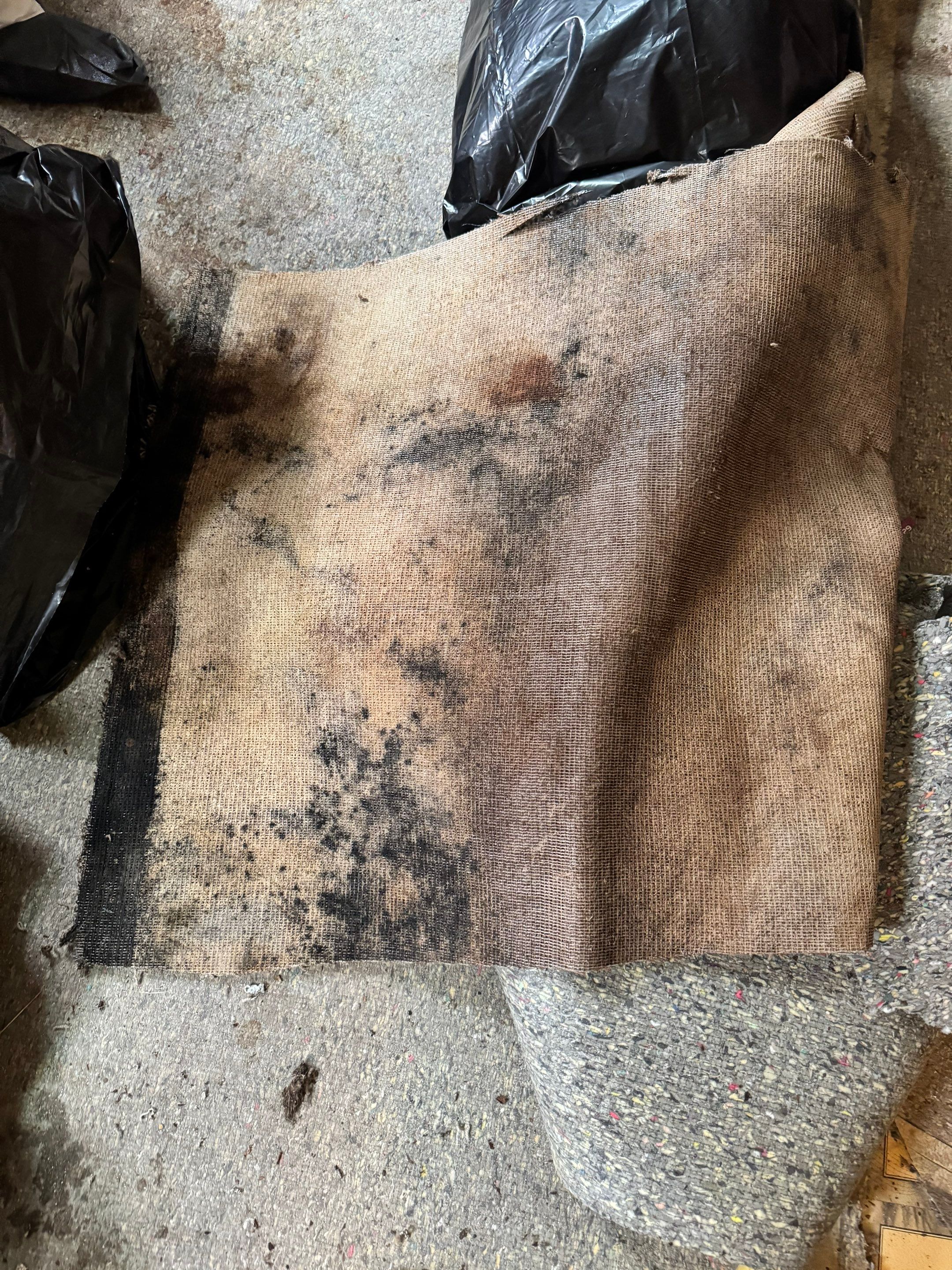 Mold Remediation Project by Chicagoland Water Medics