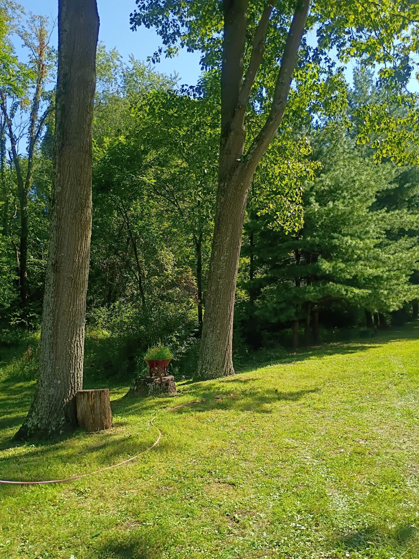 Tree Trimming & Tree Removal in Akron Ohio by Mike Jones & Sons Tree Service LLC 