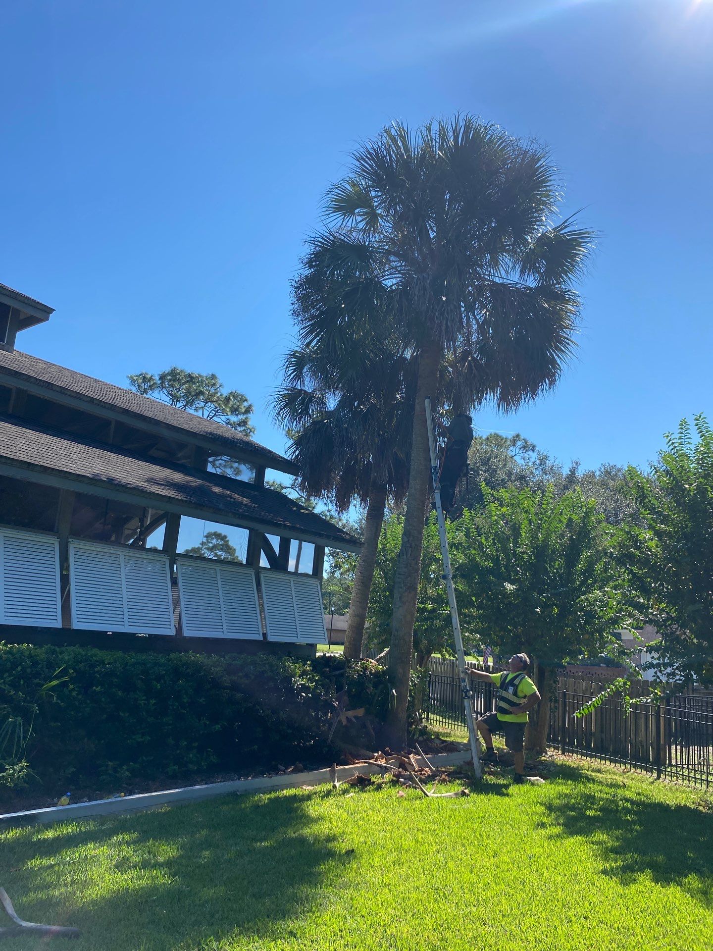 Deerwood Resident | Palm Tree Trimming by ProGreen Services