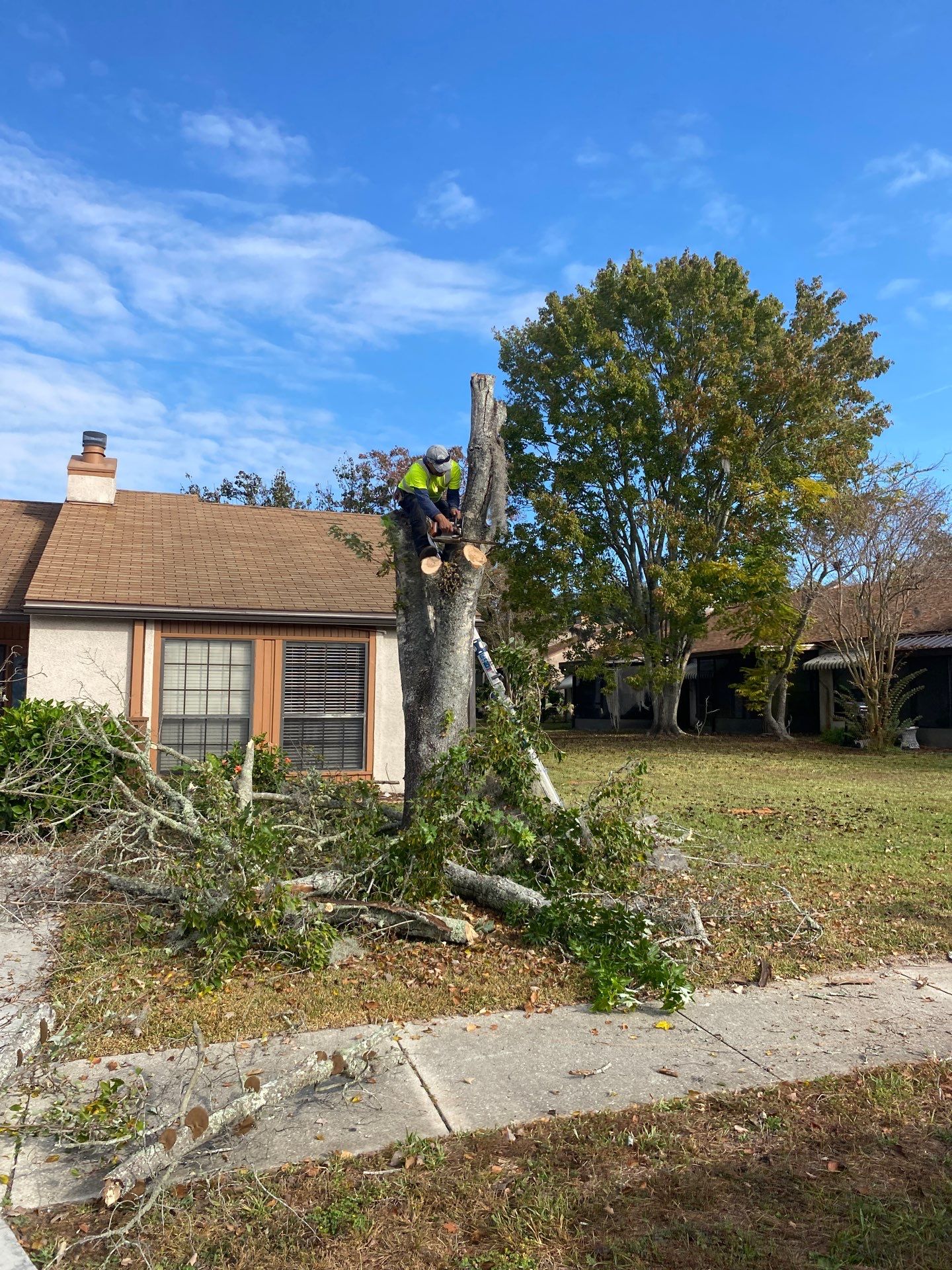 Residential | Tree Removal & Trimming by ProGreen Services