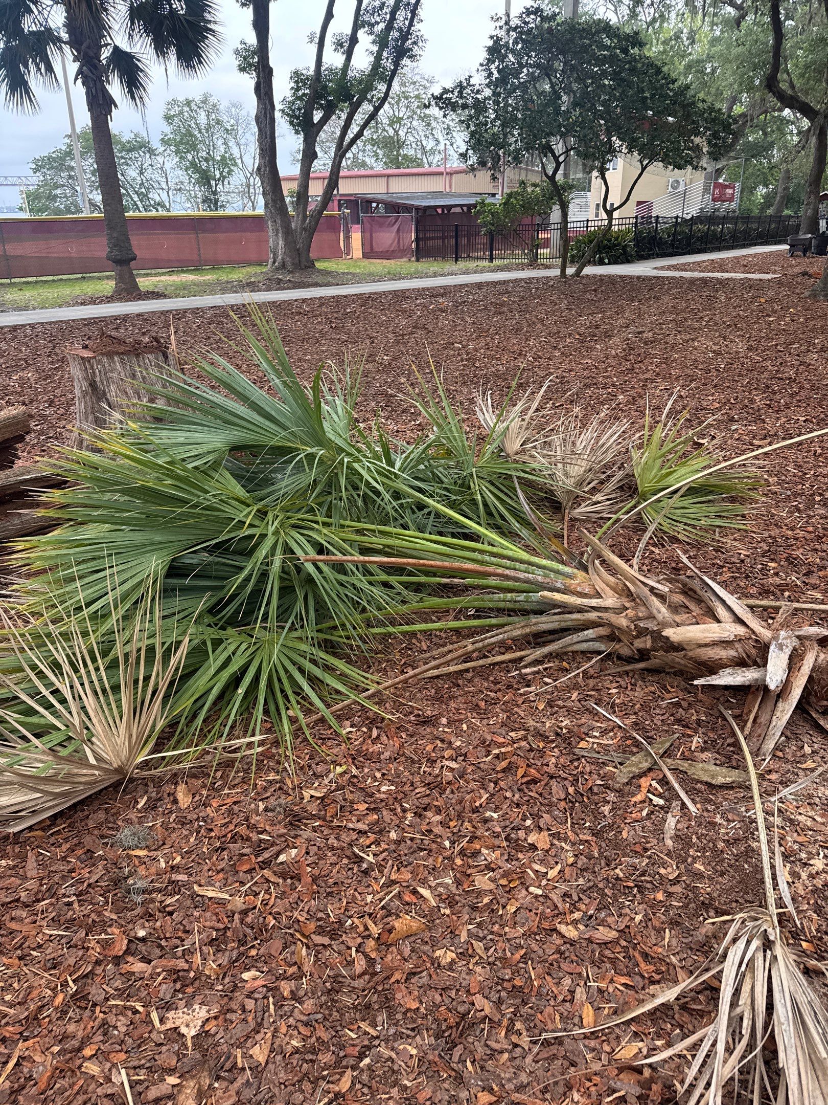 Episcopal School of Jacksonville | Tree Service by ProGreen Services