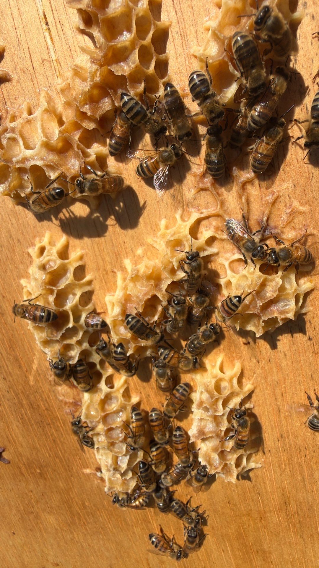 Platform Precious Population by Rockwall Honey Bee Company