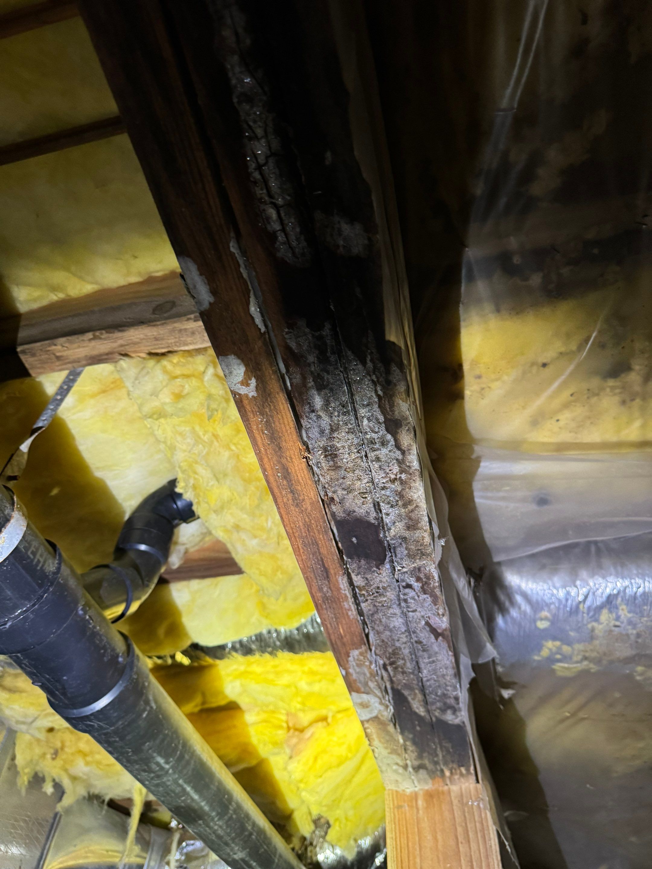 Mold Remediation (Basement) using Home Guarantee by Home Guarantee, LLC