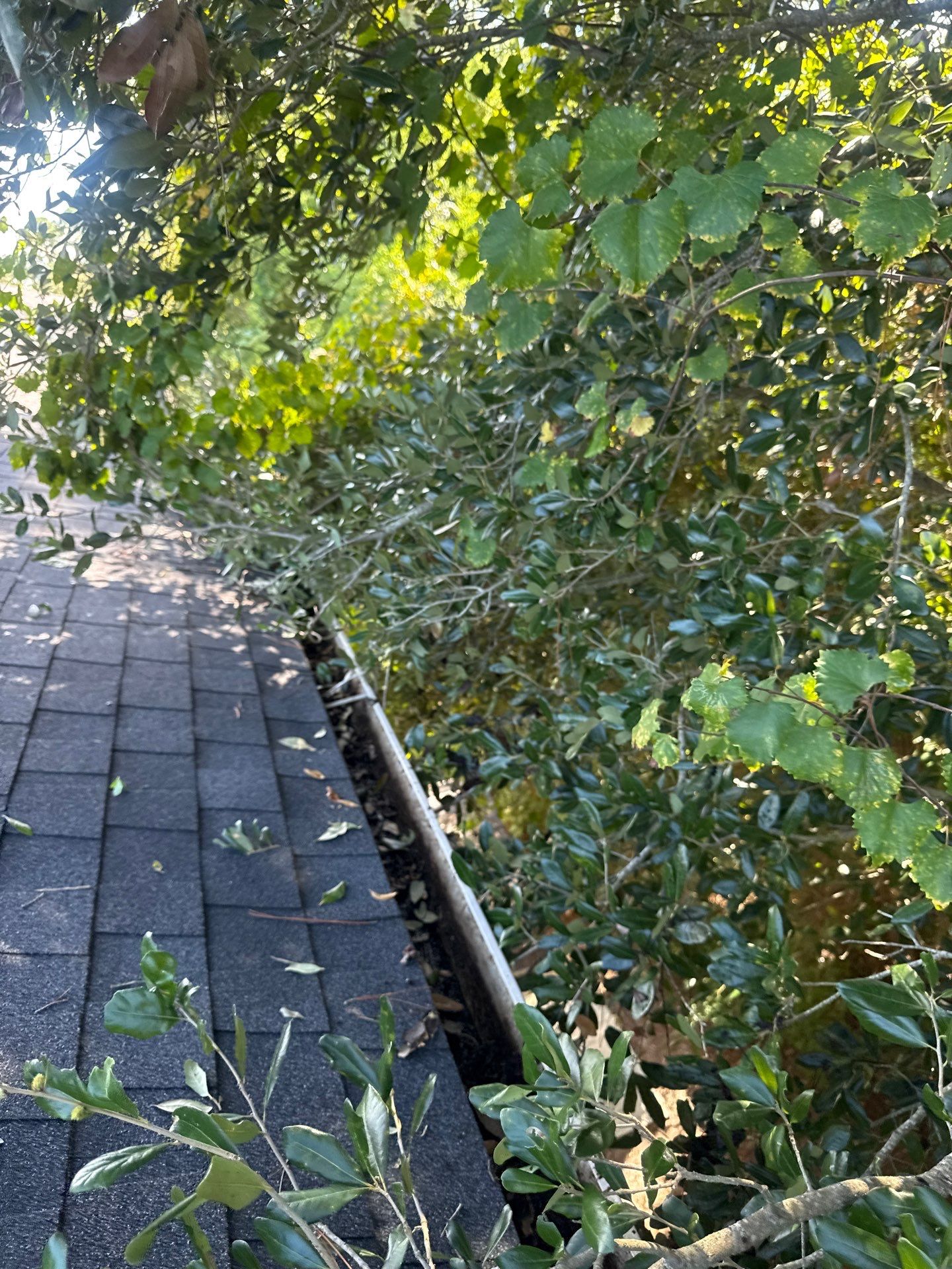 HOA gutter cleaning in St. Johns County & Ponte Vedra, FL,before photo showing full gutters.
