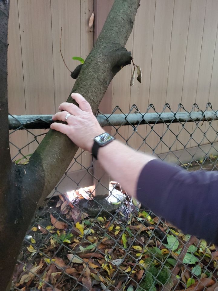 Tree Removal using Tree Removal by Mike Jones & Sons Tree Service LLC 