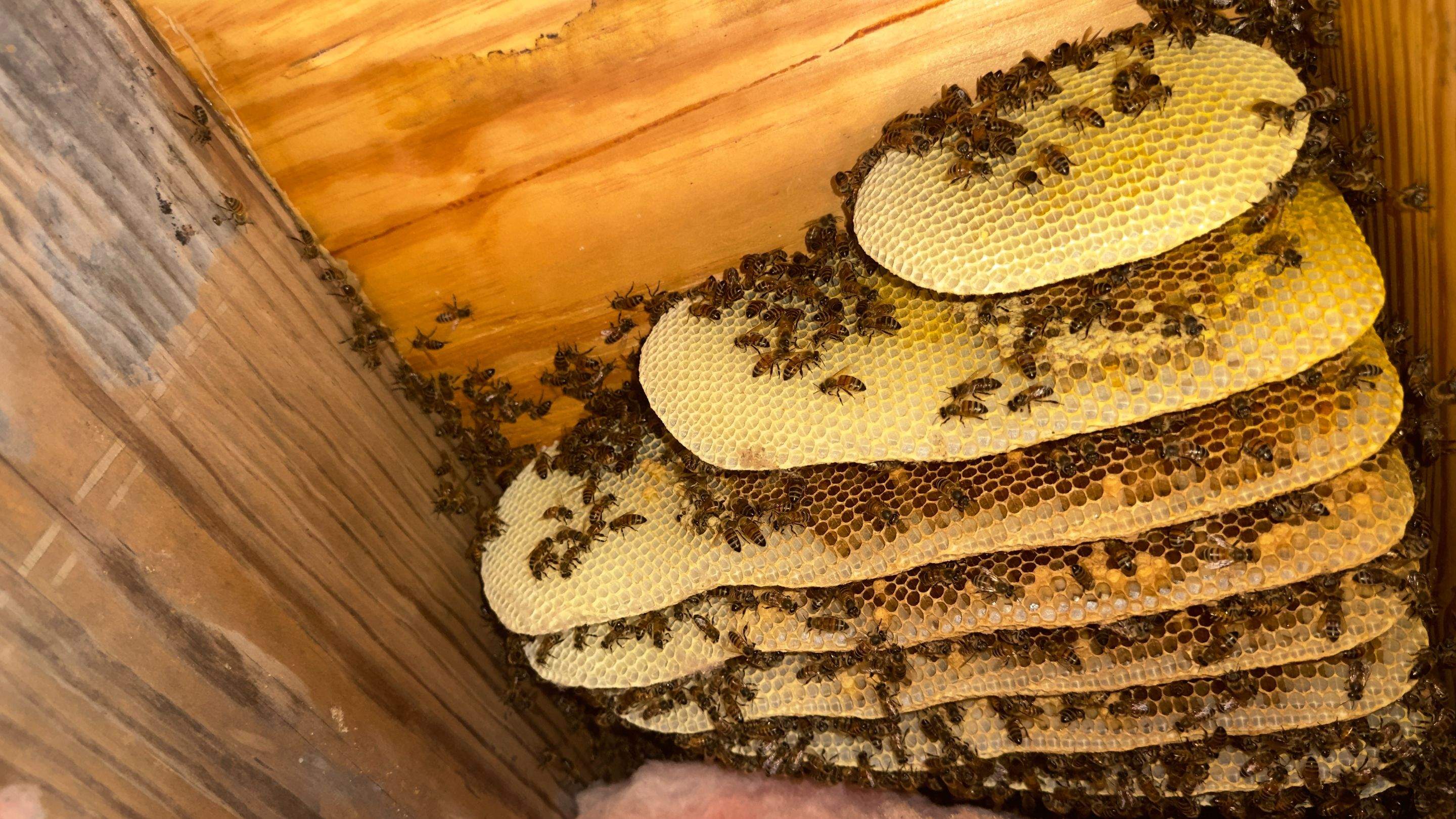 Quality Reset by Rockwall Honey Bee Company