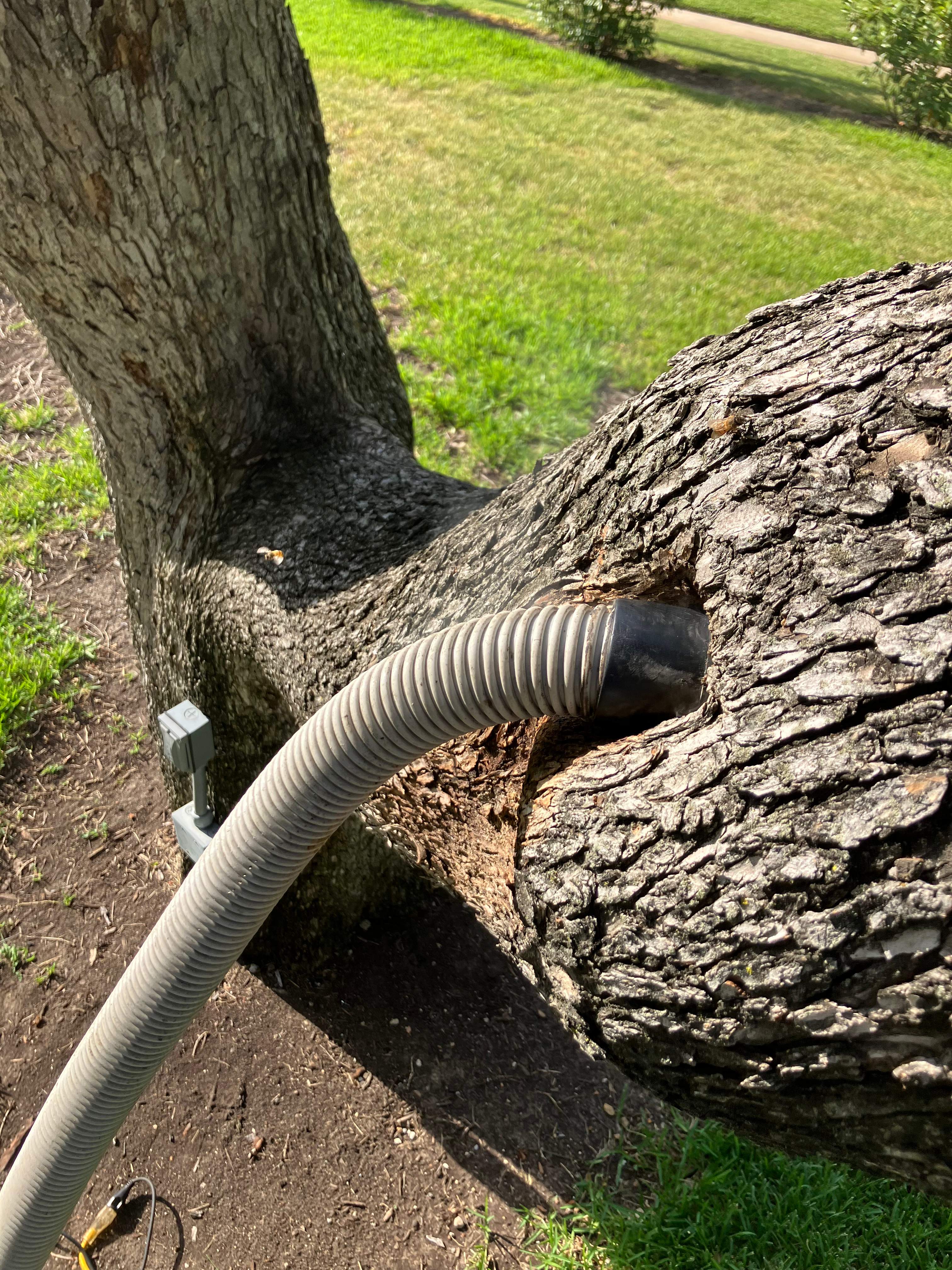 Favorite Tree Job by Rockwall Honey Bee Company