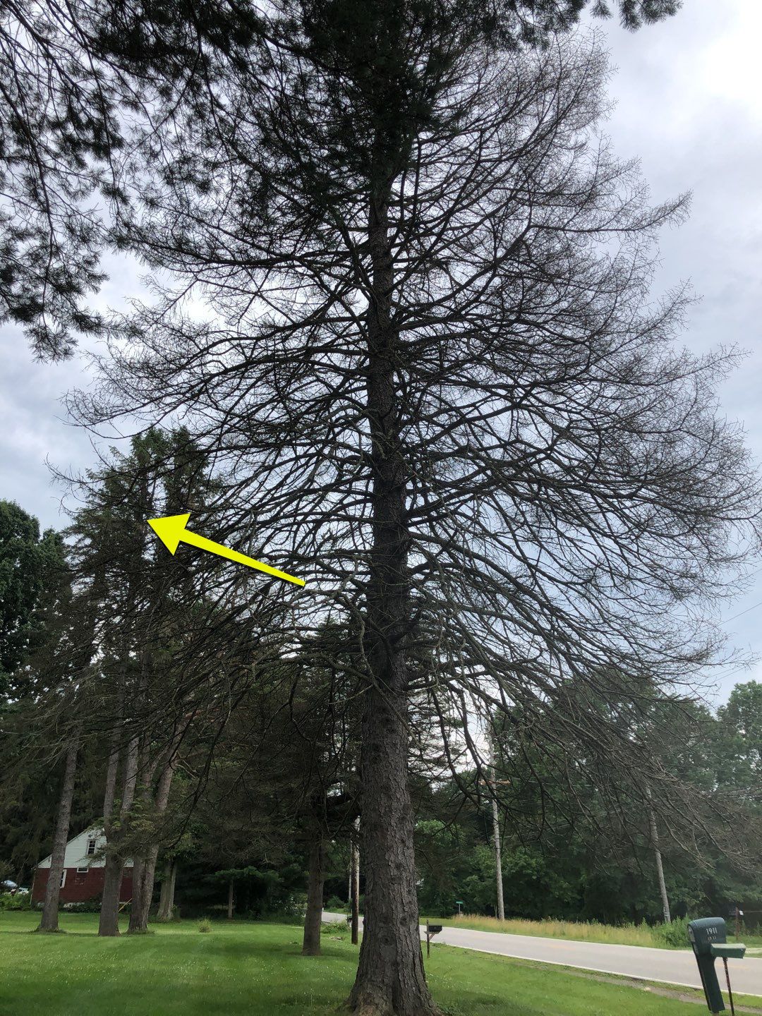 Tree Trimming by Mike Jones & Sons Tree Service LLC 