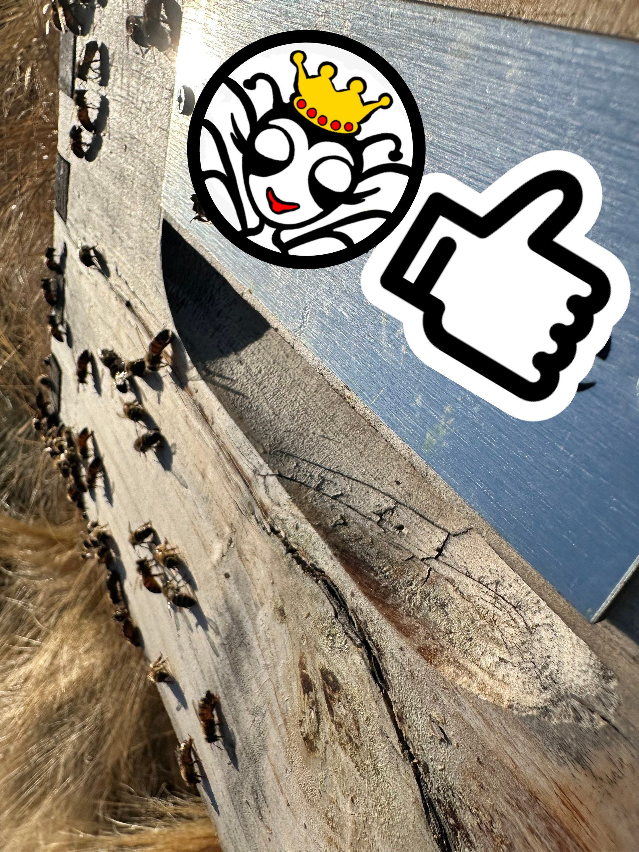 Frisco Corporate HQ by Rockwall Honey Bee Company