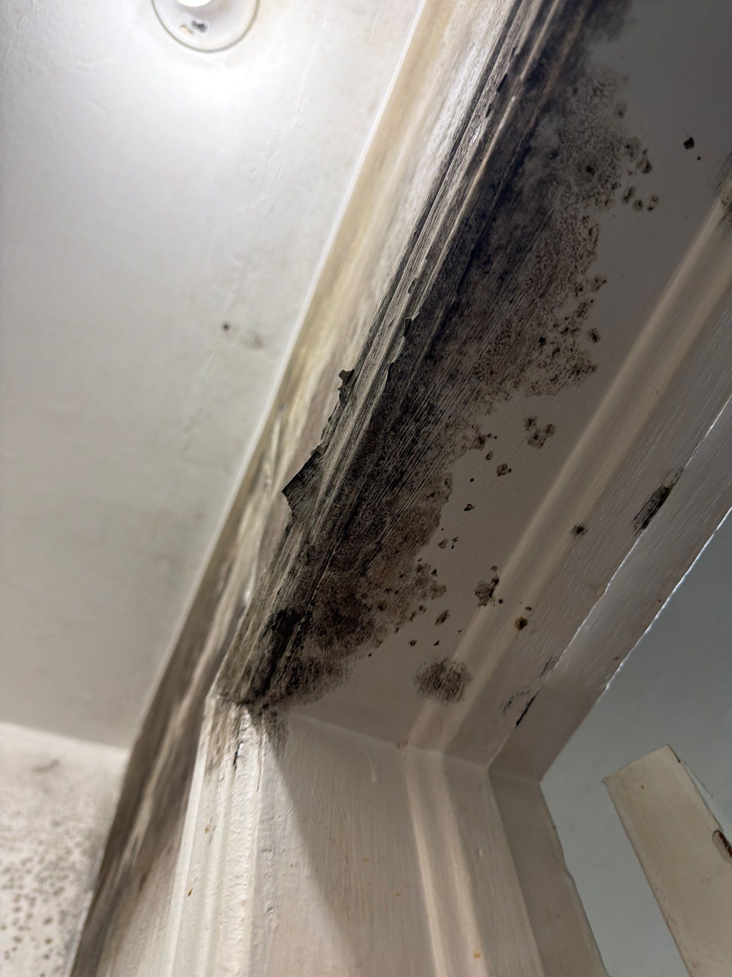 Mold Remediation and High Moisture Assessment in Miami Beach by SuperClean