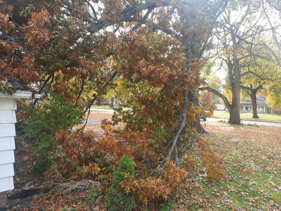 Tree Removal using Tree Removal by Mike Jones & Sons Tree Service LLC 