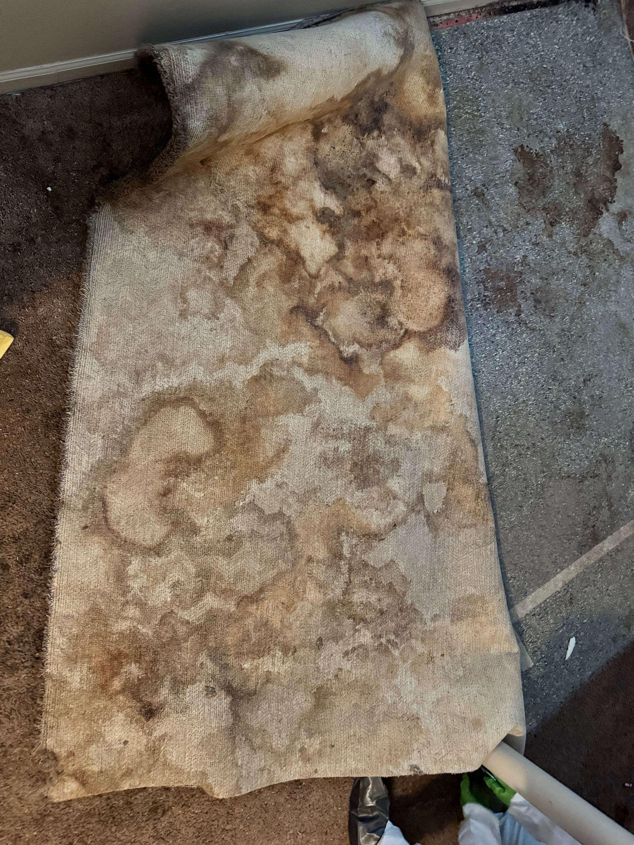 Mold Remediation Project by Chicagoland Water Medics