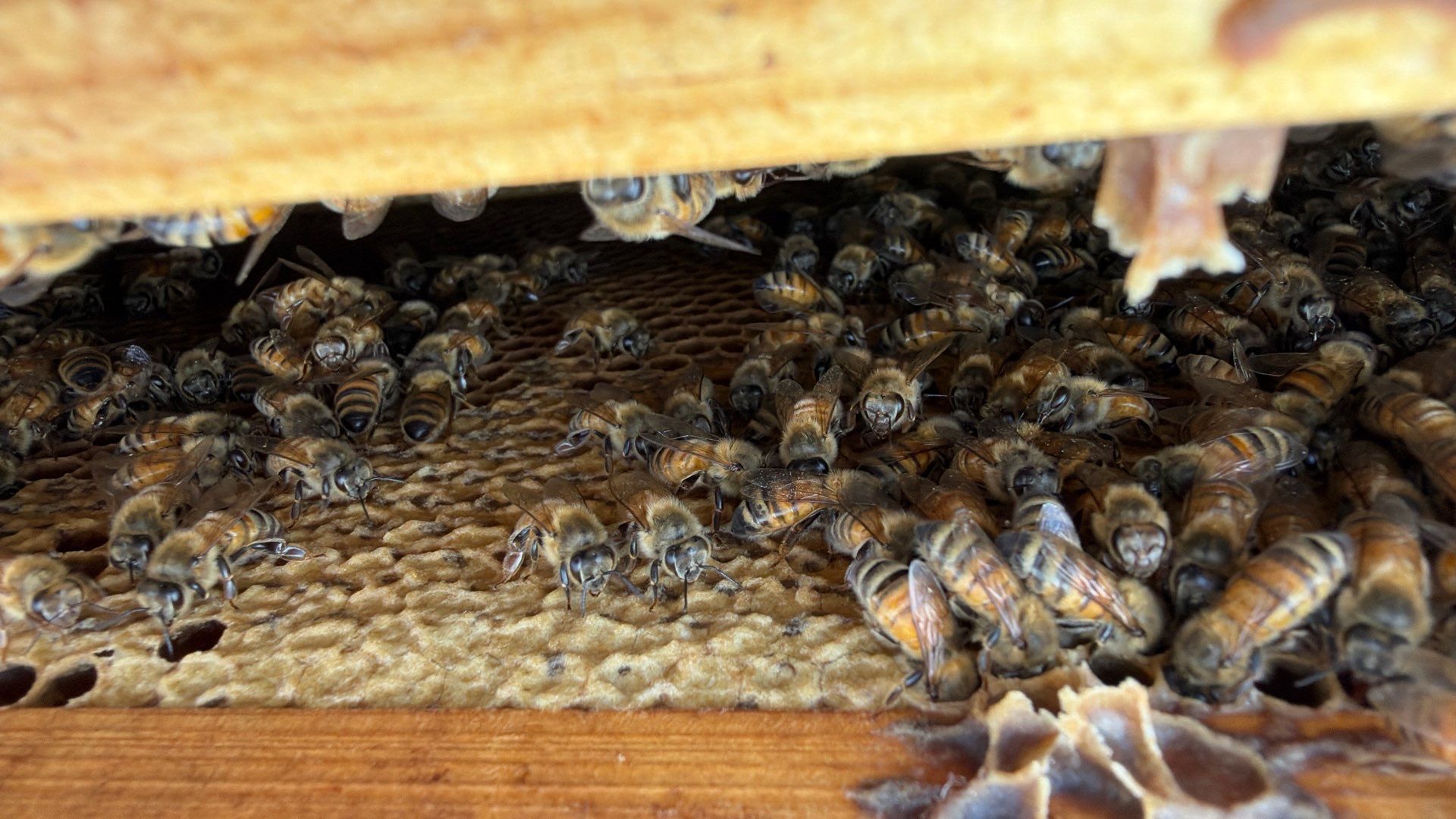 Downtown Dallas by Rockwall Honey Bee Company