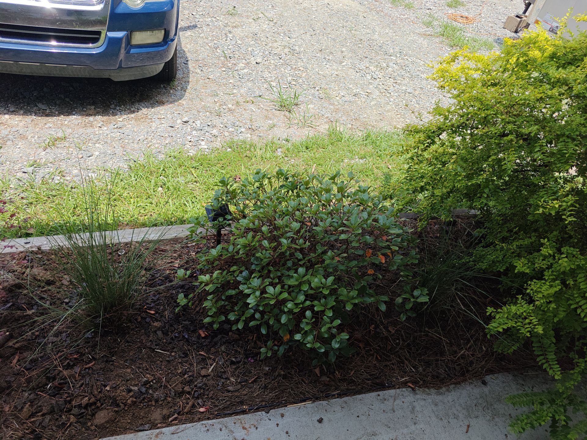 Weekly Landscaping  by College Bros Outdoor services