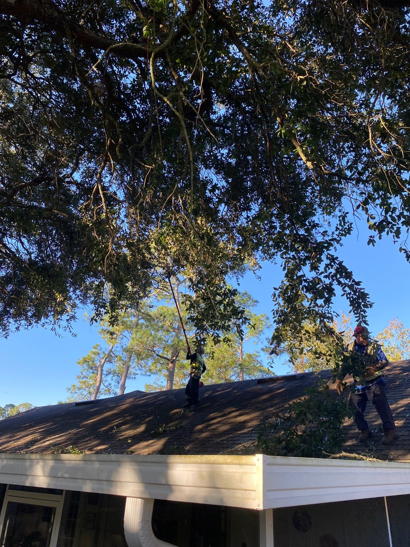 Tree Trimming | Residential by ProGreen Services