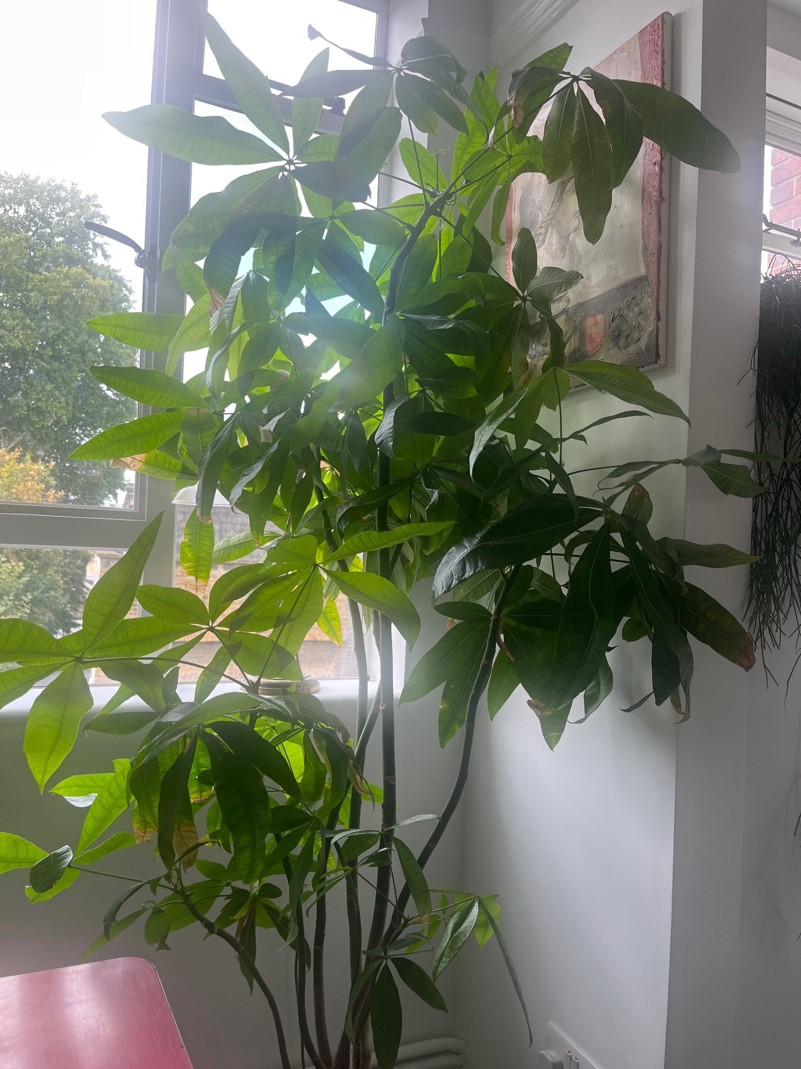 London Residential Interior Refresh and Indoor Plant Installation by CompanyCam Sales Demo