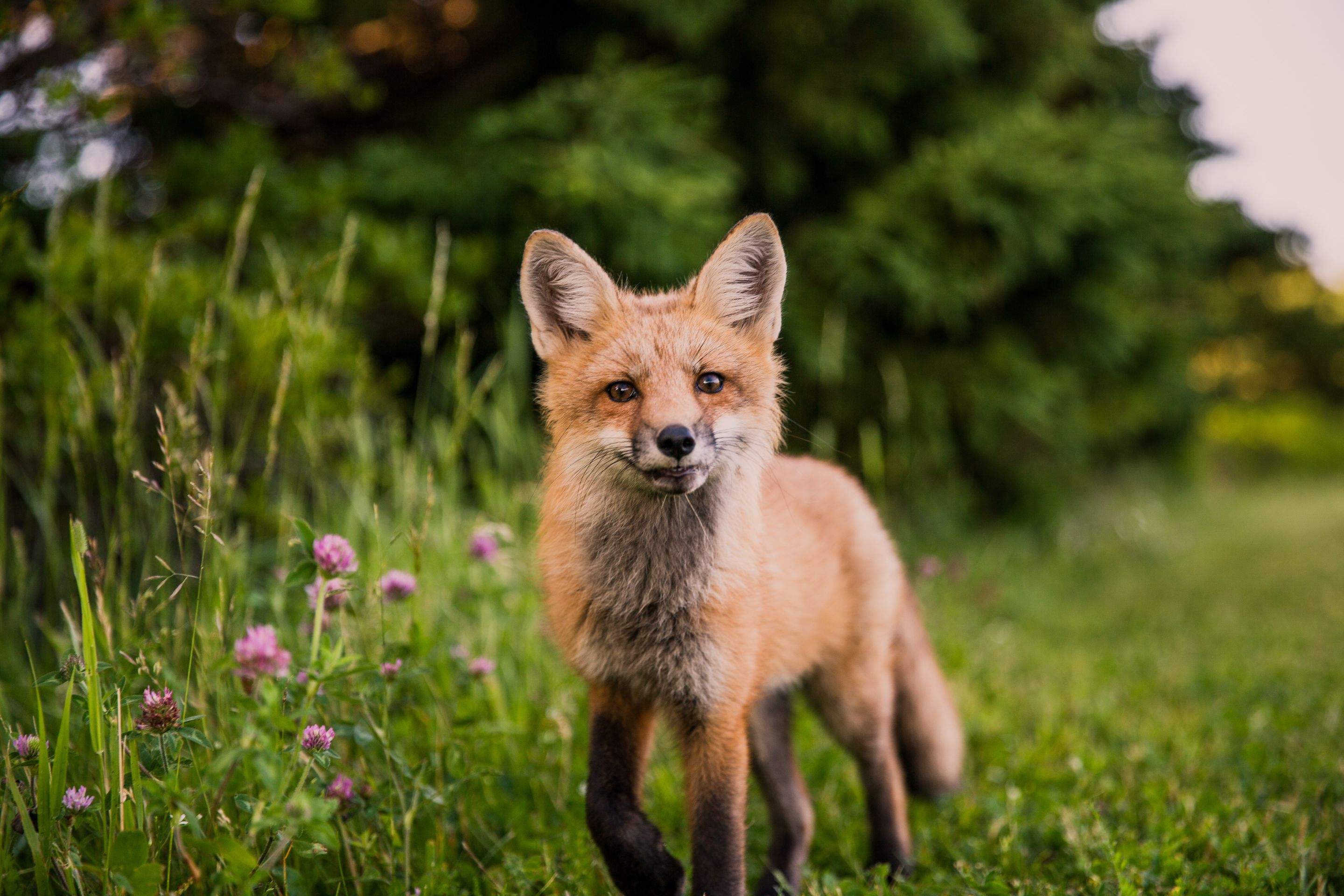 Animals using Ruby by CompanyCam