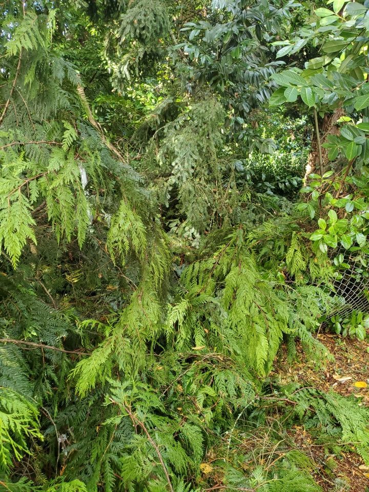 Tree Removal using Tree Removal by Mike Jones & Sons Tree Service LLC 