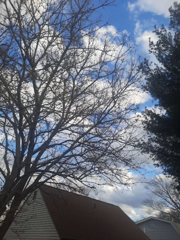 Tree Removal using Tree Removal by Mike Jones & Sons Tree Service LLC 