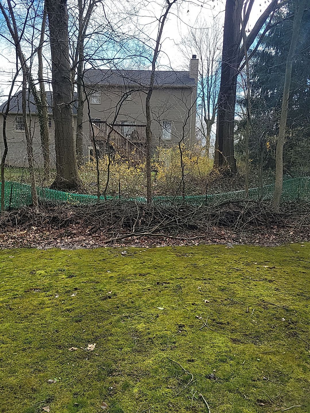 Tree Trimming using Tree Pruing by Mike Jones & Sons Tree Service LLC 