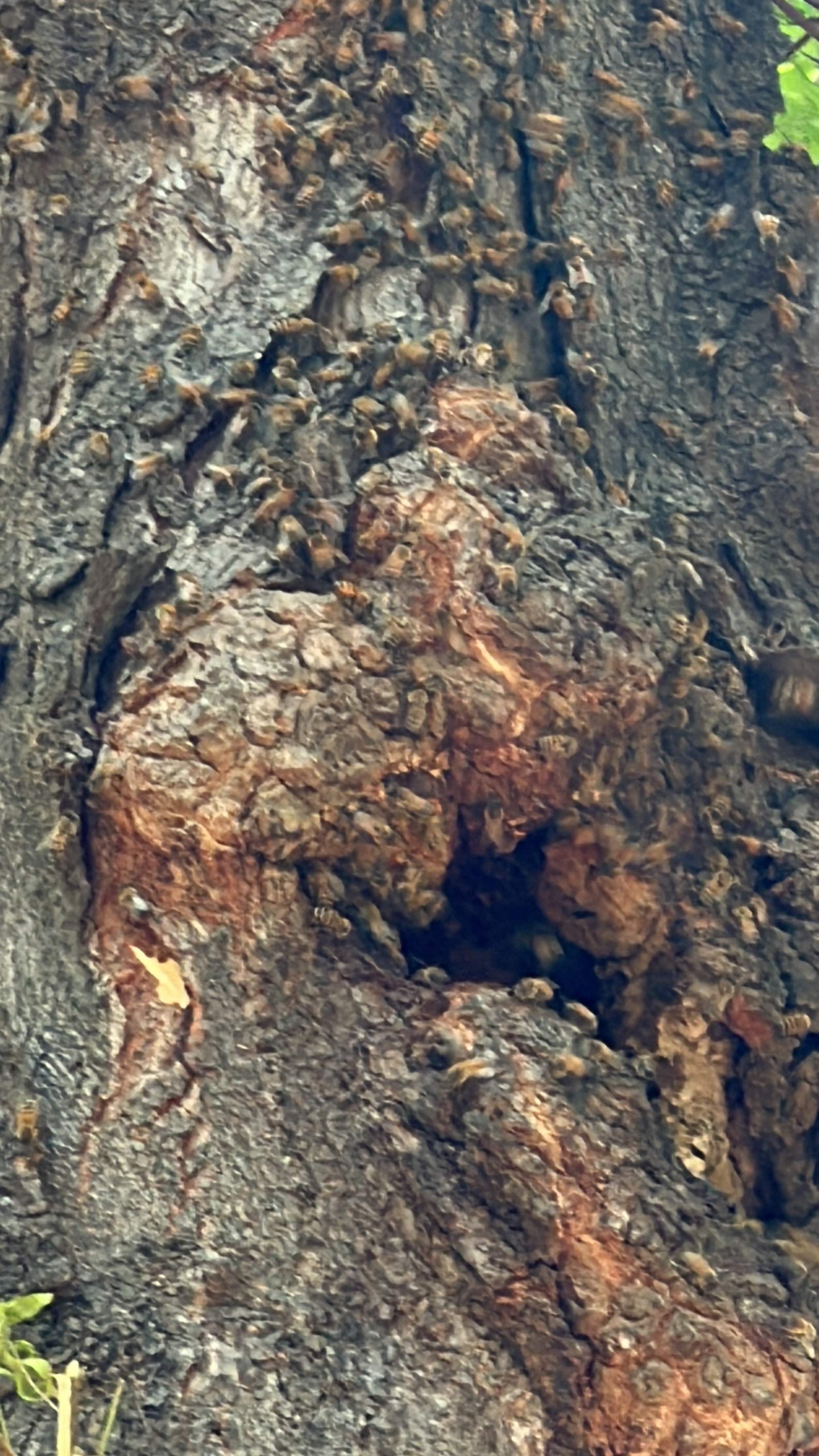 Two More Trees, One More Yard by Rockwall Honey Bee Company